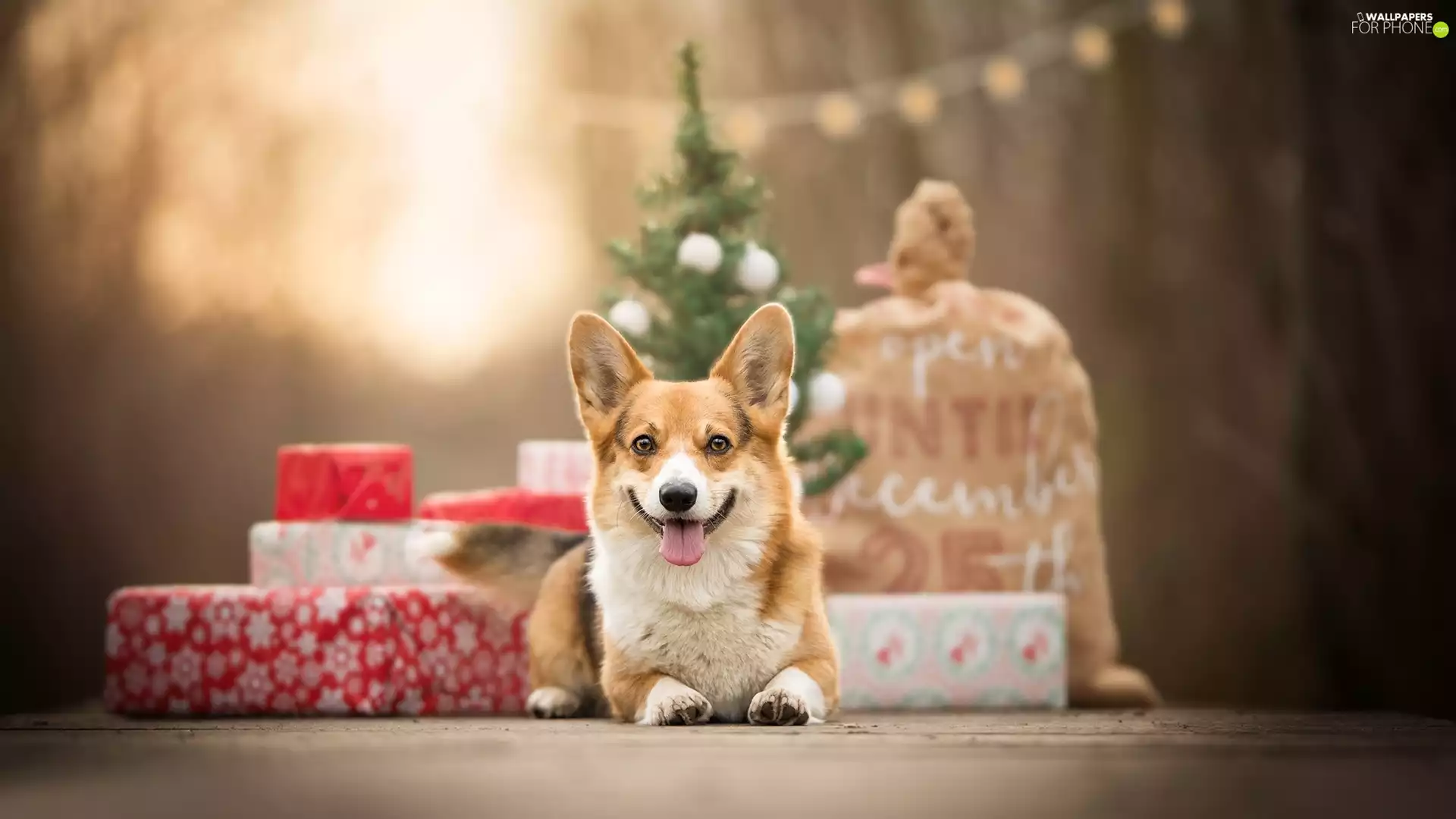 dog, Christmas, gifts, Welsh corgi pembroke