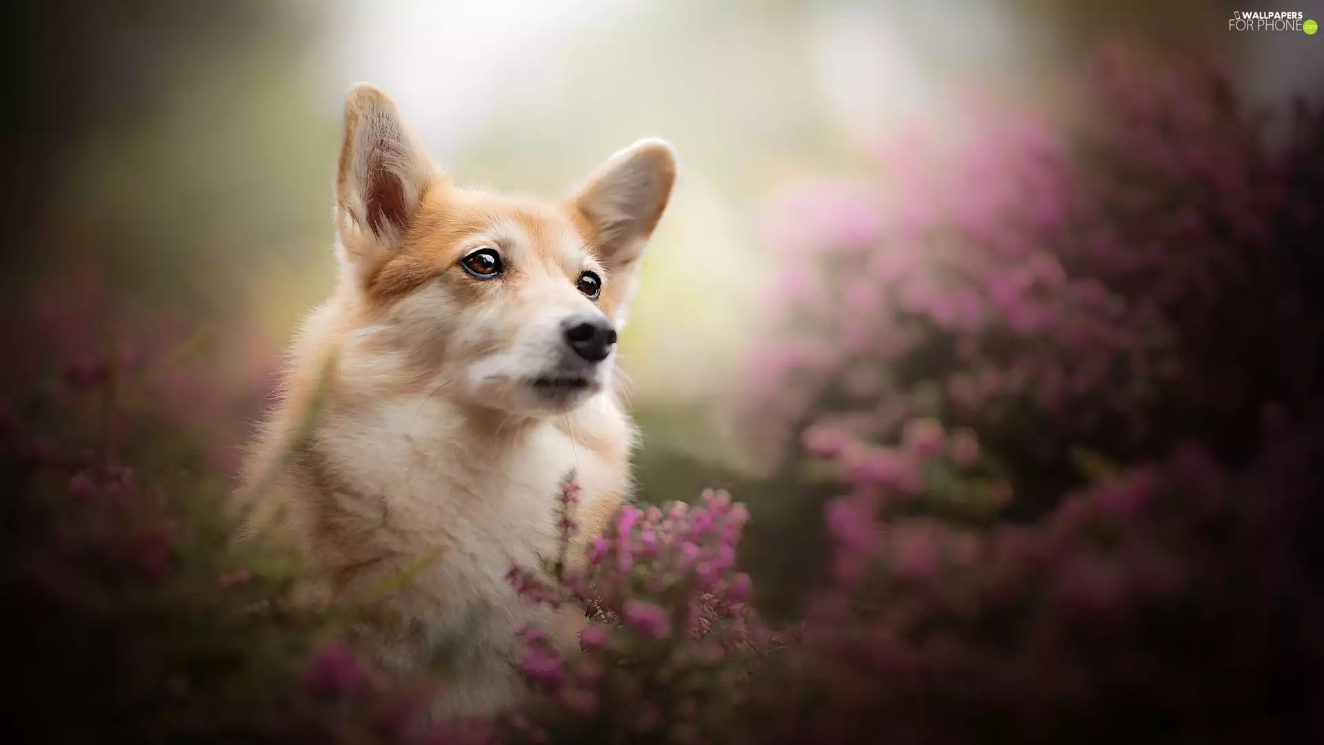 dog, muzzle, heathers, Welsh corgi pembroke