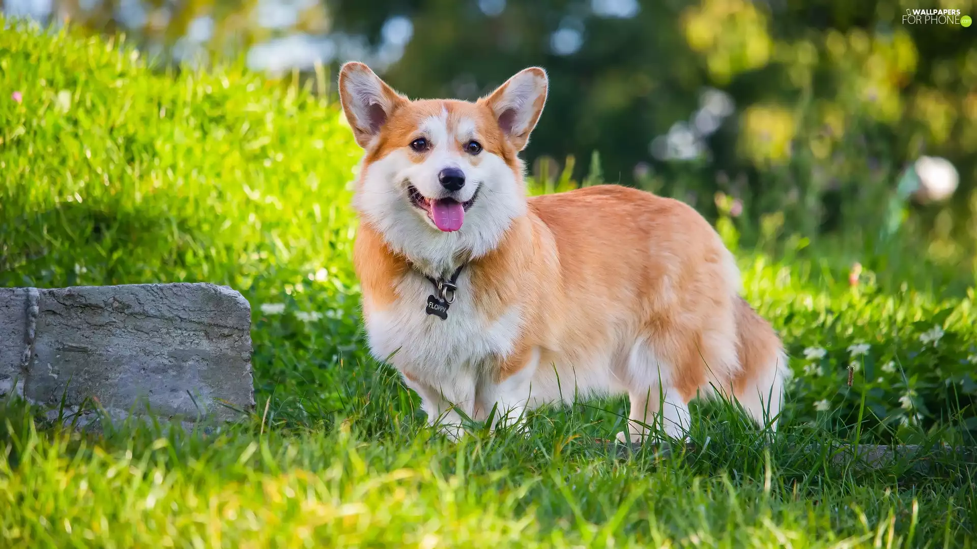 dog, grass, Stone, Welsh corgi pembroke