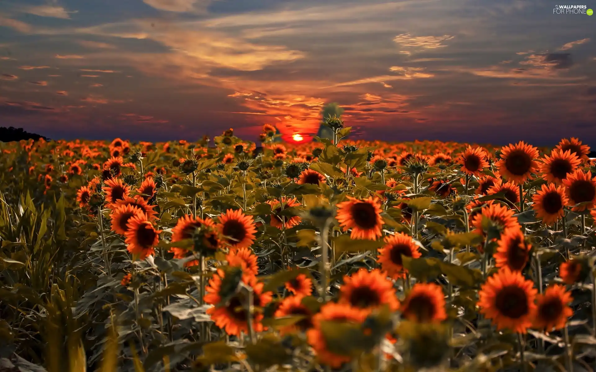 west, sun, sunflowers, clouds, Field