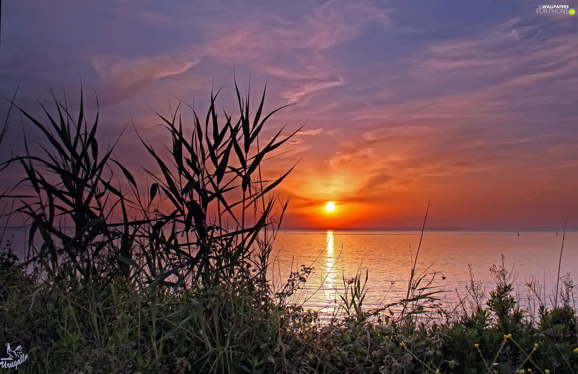 west, sun, Sailboats, grass, lake