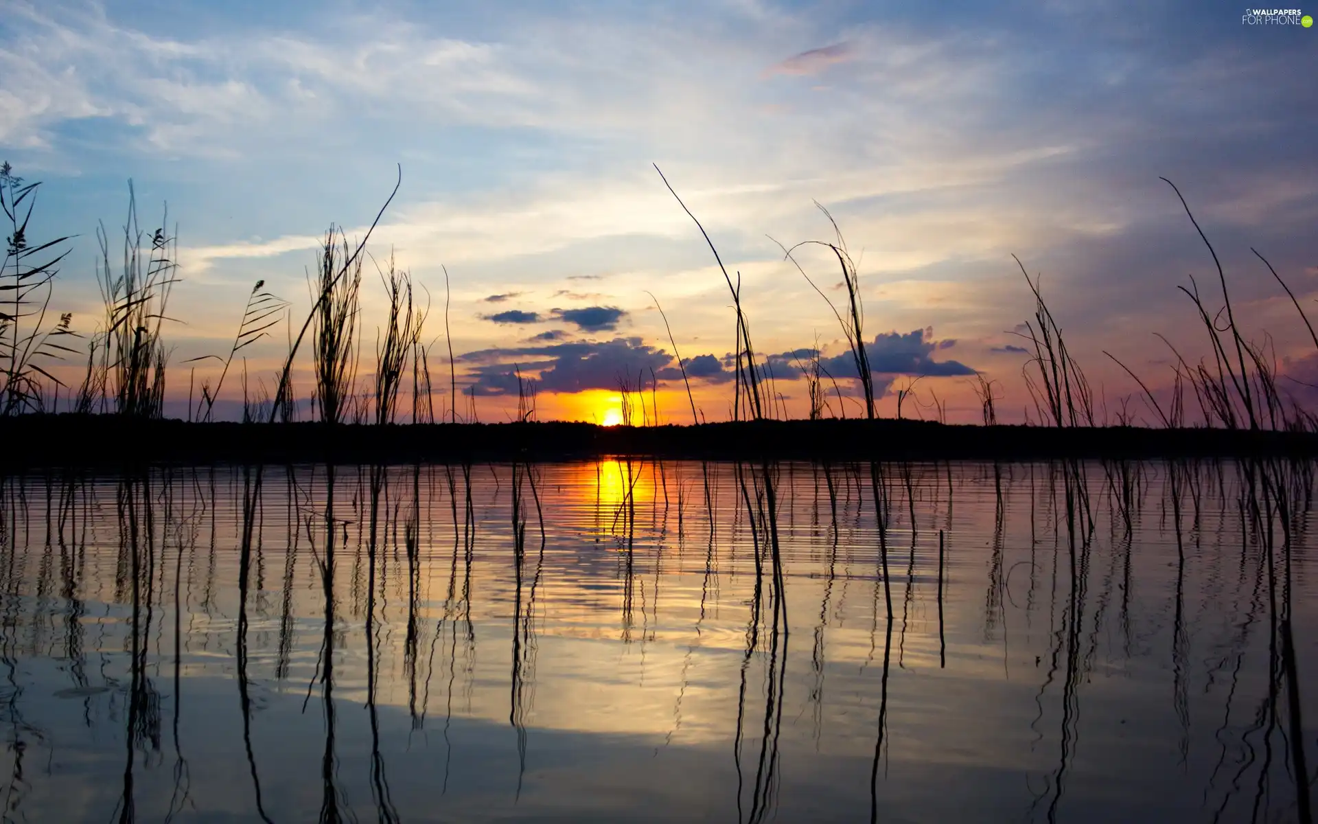 west, sun, grass, woods, lake