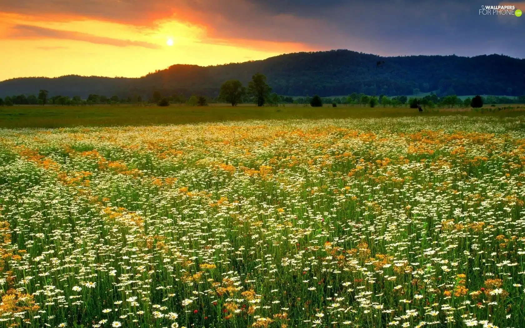 west, sun, Flowers, Mountains, Meadow