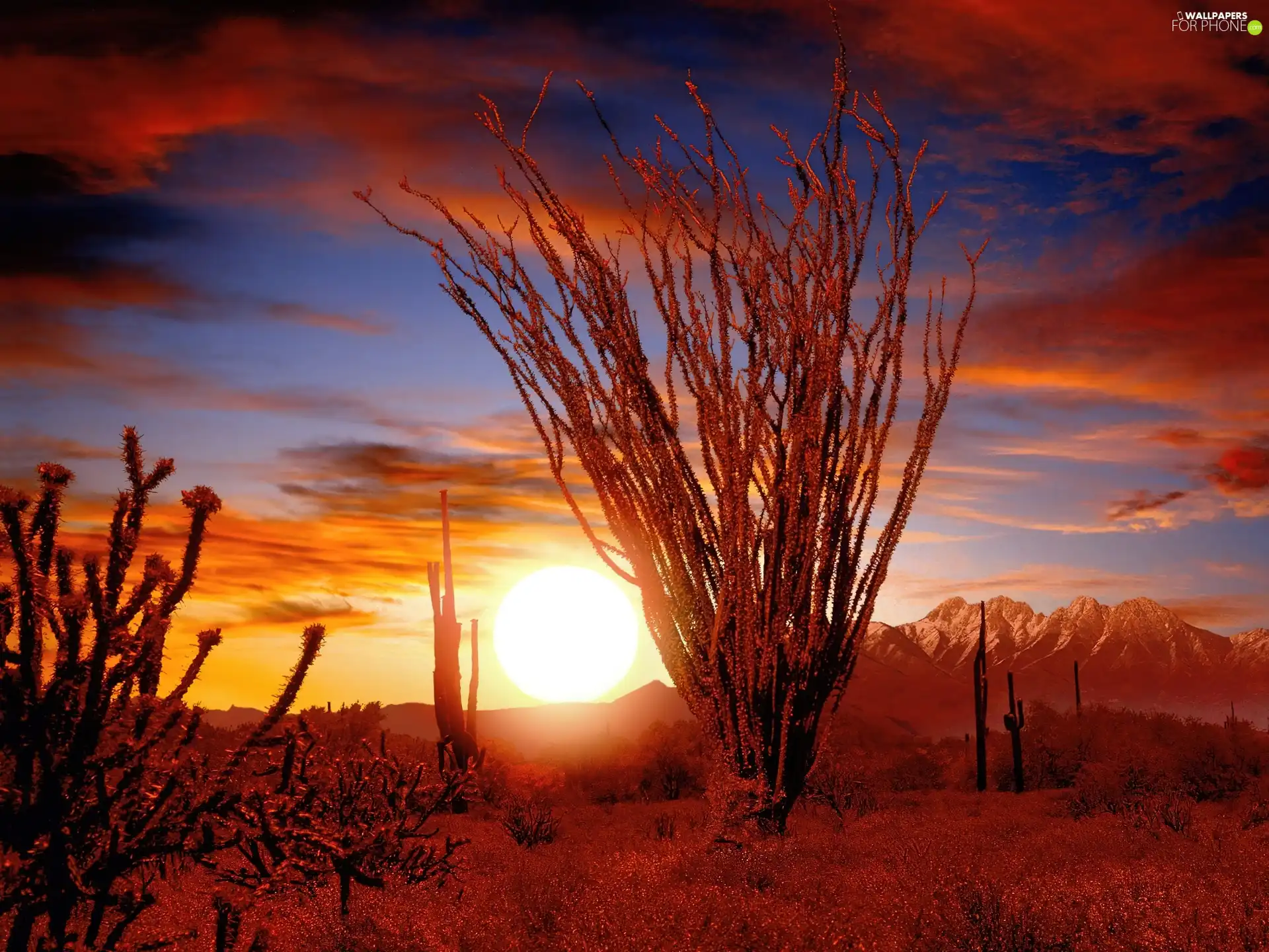 west, sun, Sonora, Desert, Ocotillo