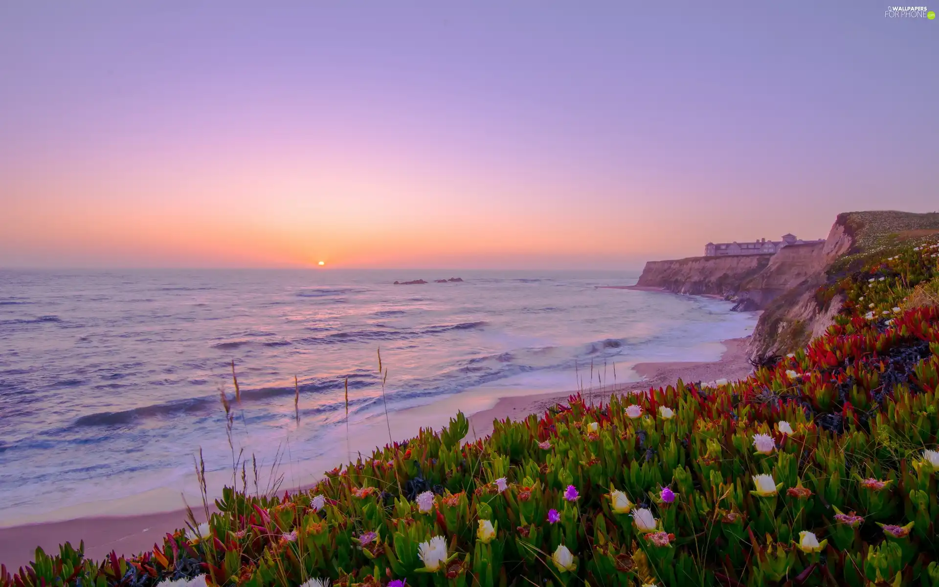 west, sun, Coast, Flowers, sea