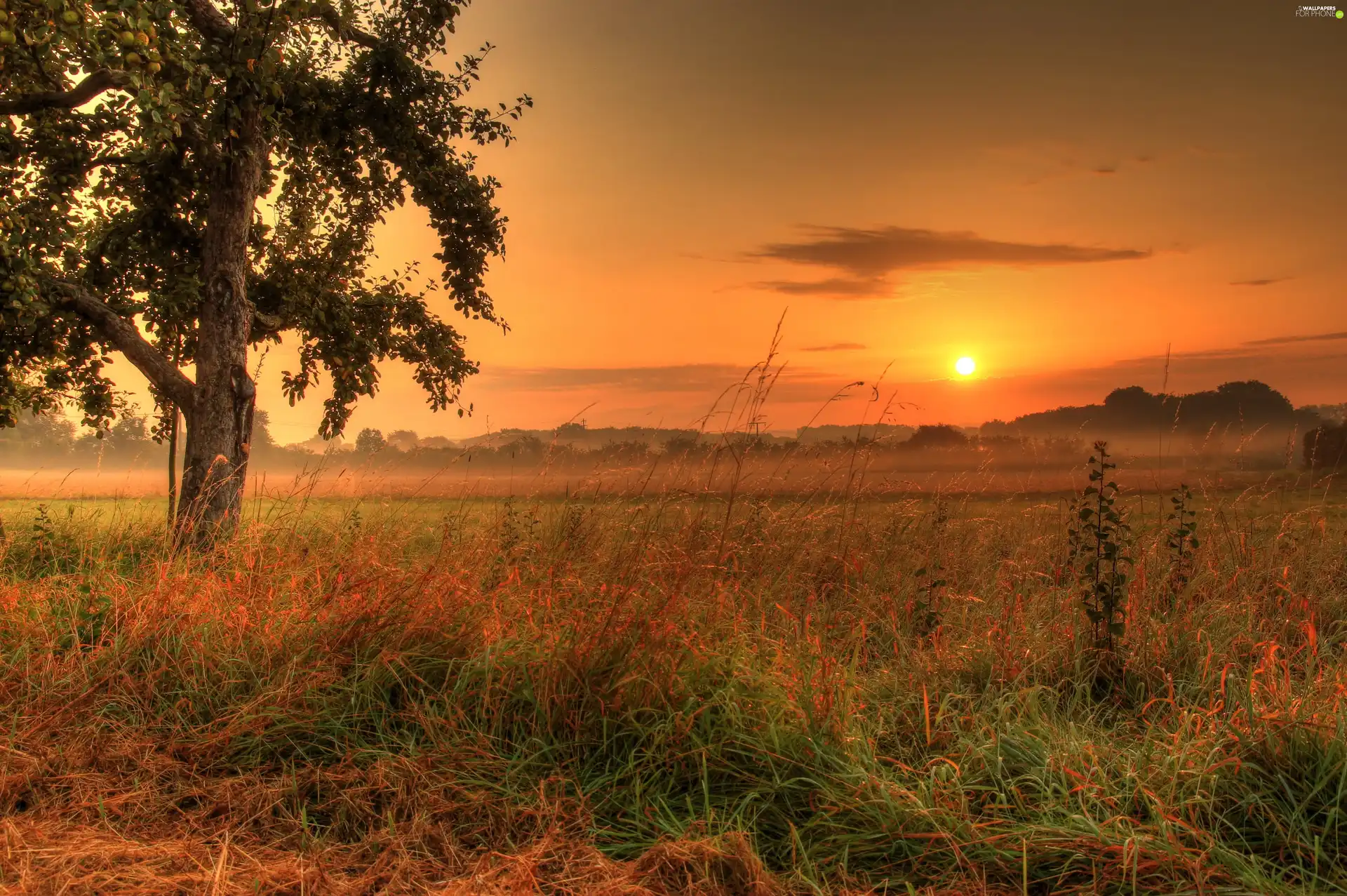 west, sun, Meadow, grass, trees