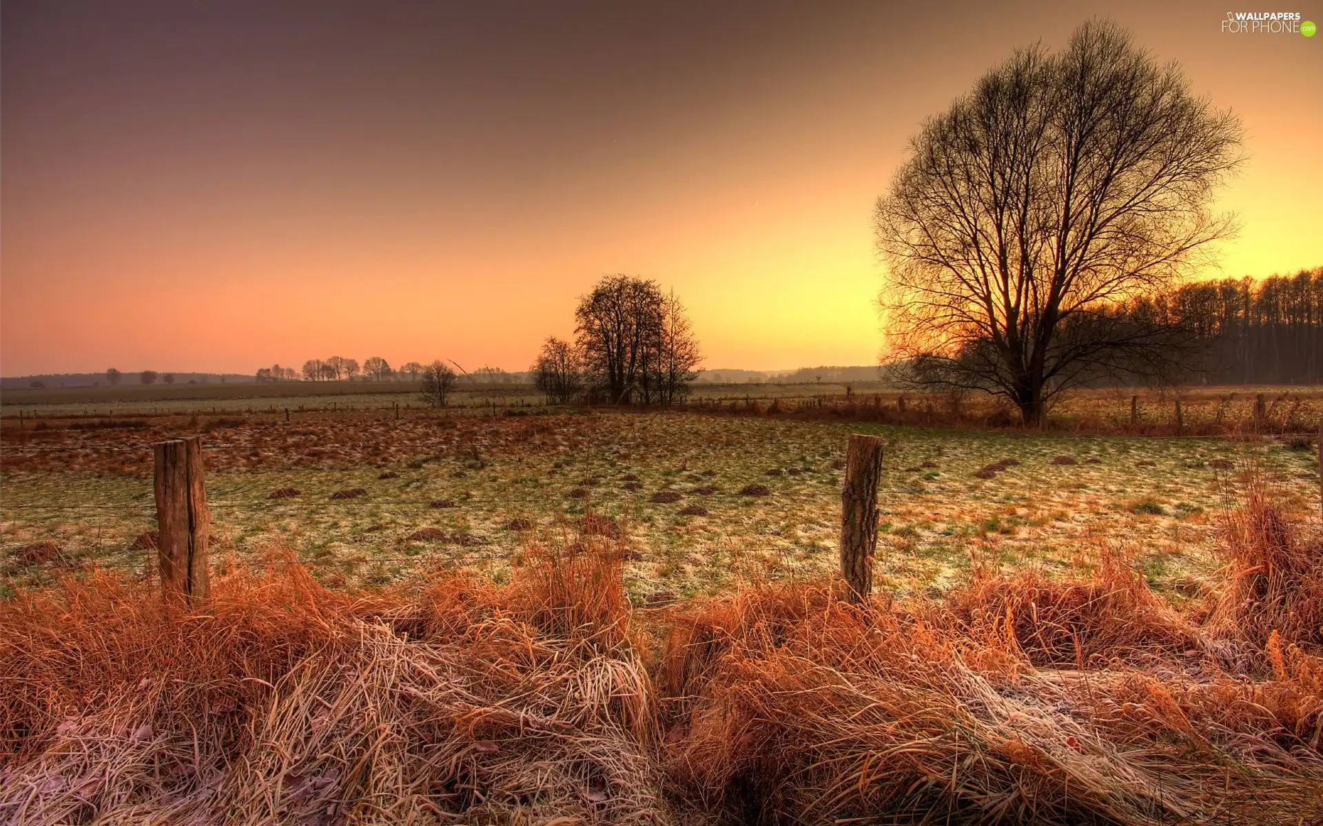 White frost, medows, sun, woods, field, west, autumn