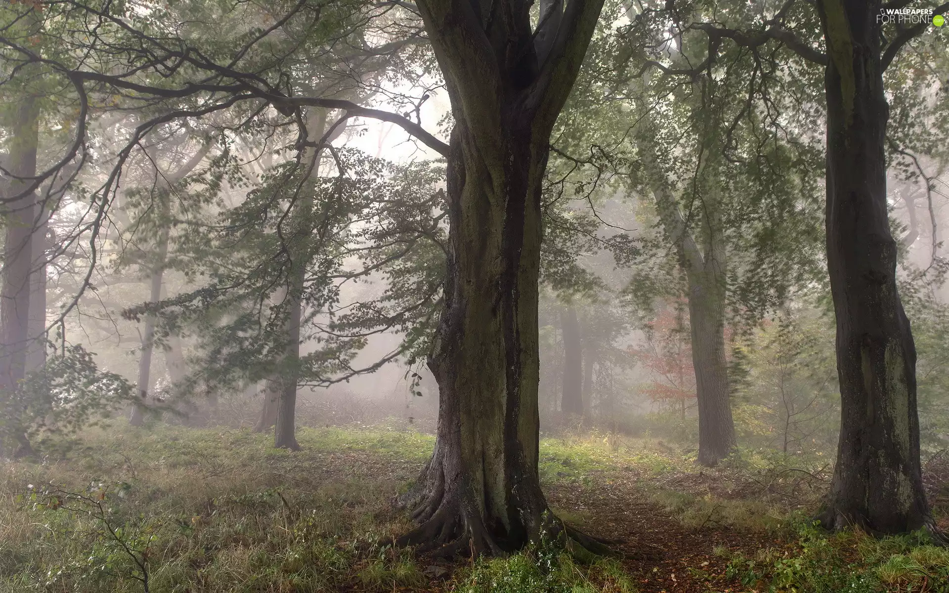 Bingley City, forest, Path, trees, Fog, West Yorkshire County, England, viewes