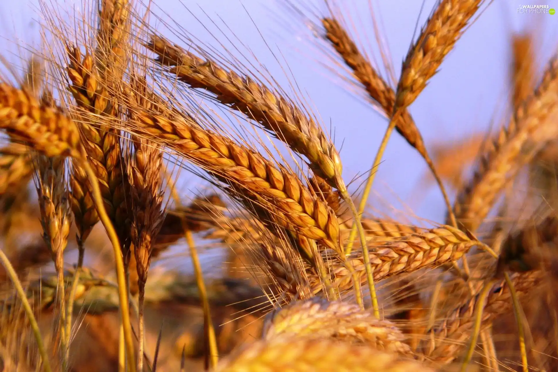 wheat