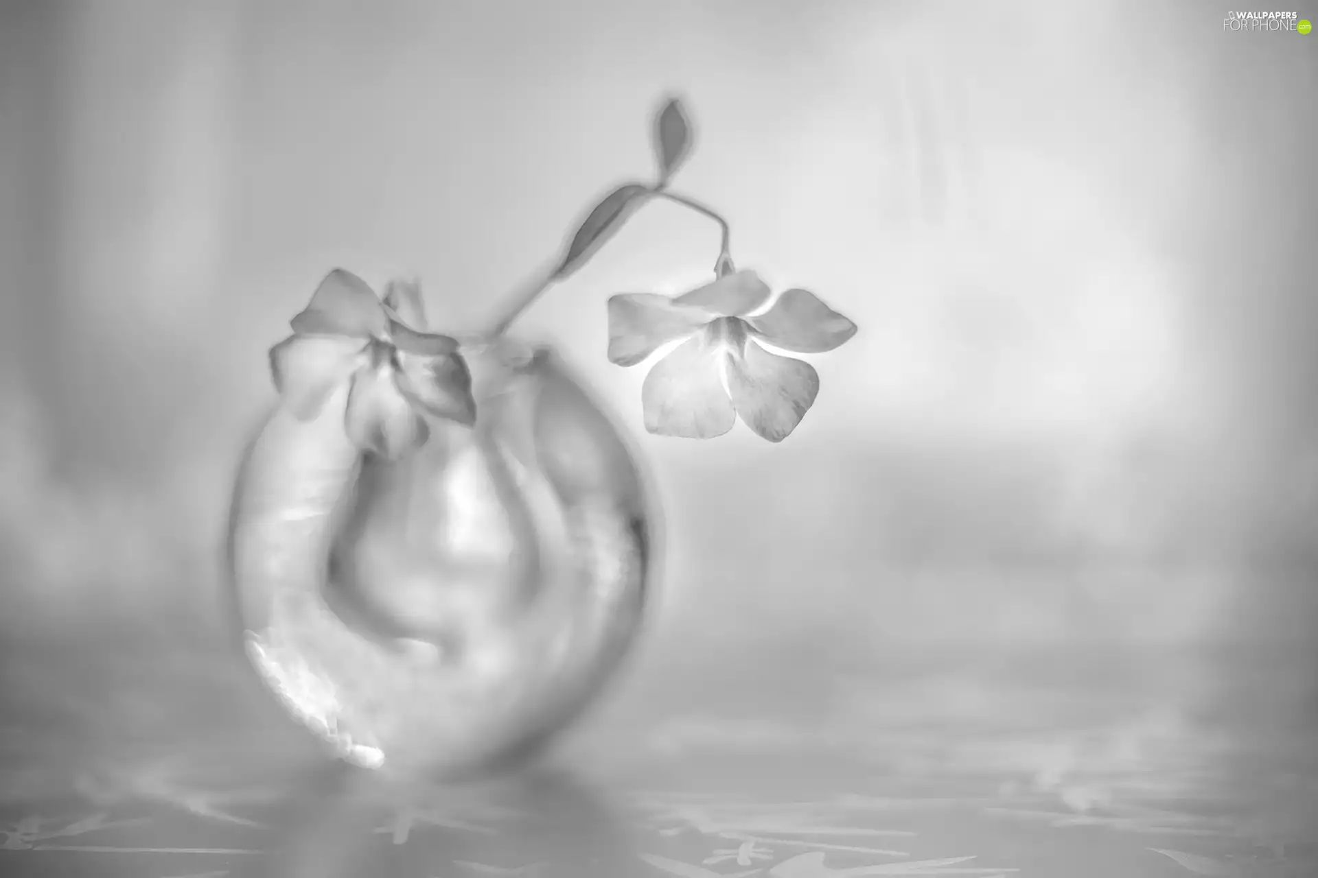 vase, Black and white, myrtle, glass, Flowers