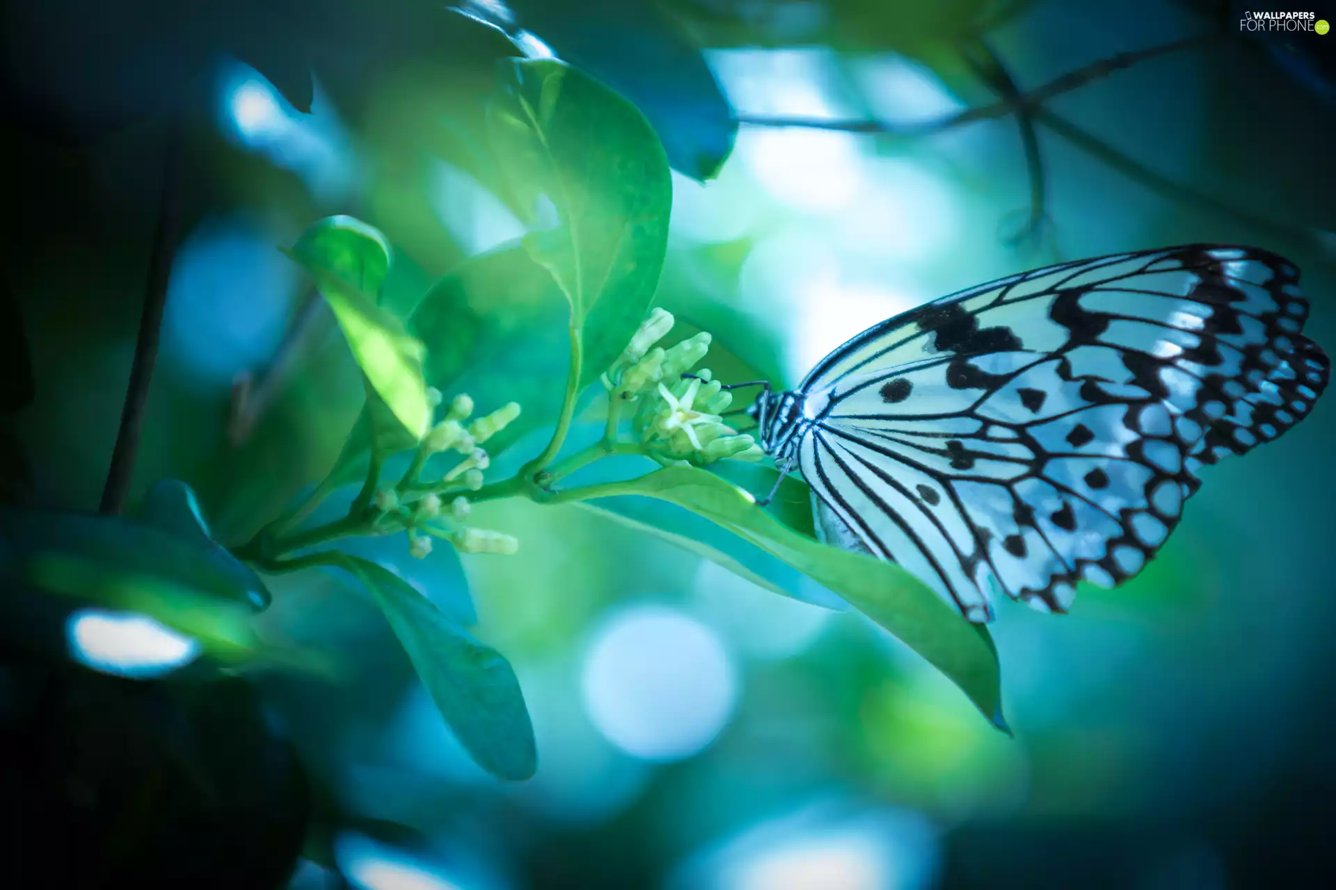 plant, White and Black, butterfly