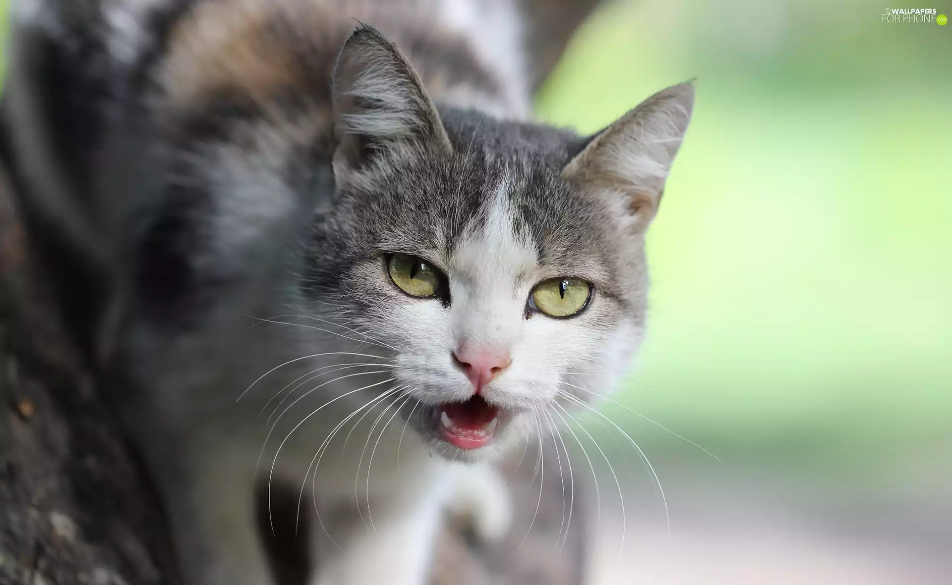 Eyes, white and gray, cat