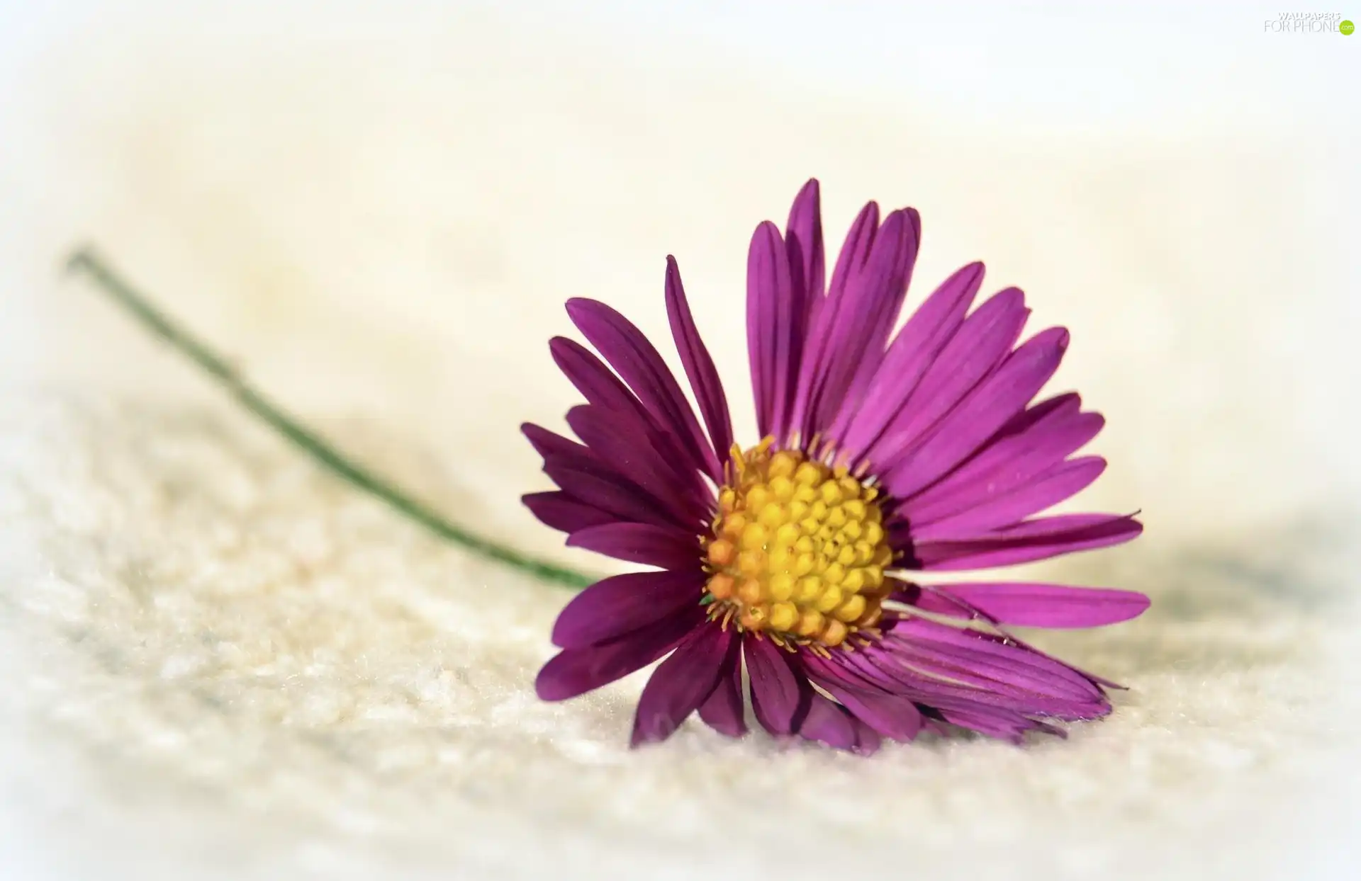 White, background, violet, Flower, small