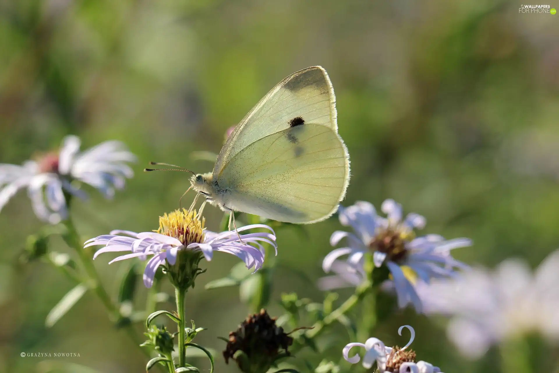 butterfly, Insect, White, Cabbage