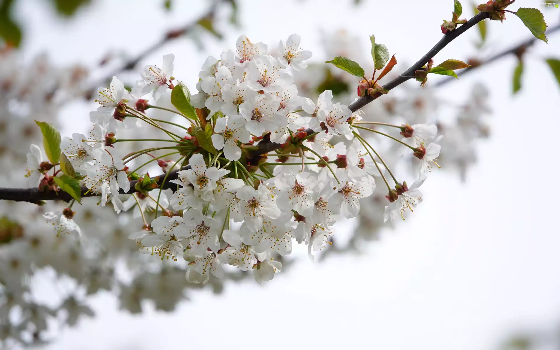 branch, Fruit Tree, White, Flowers, cherry