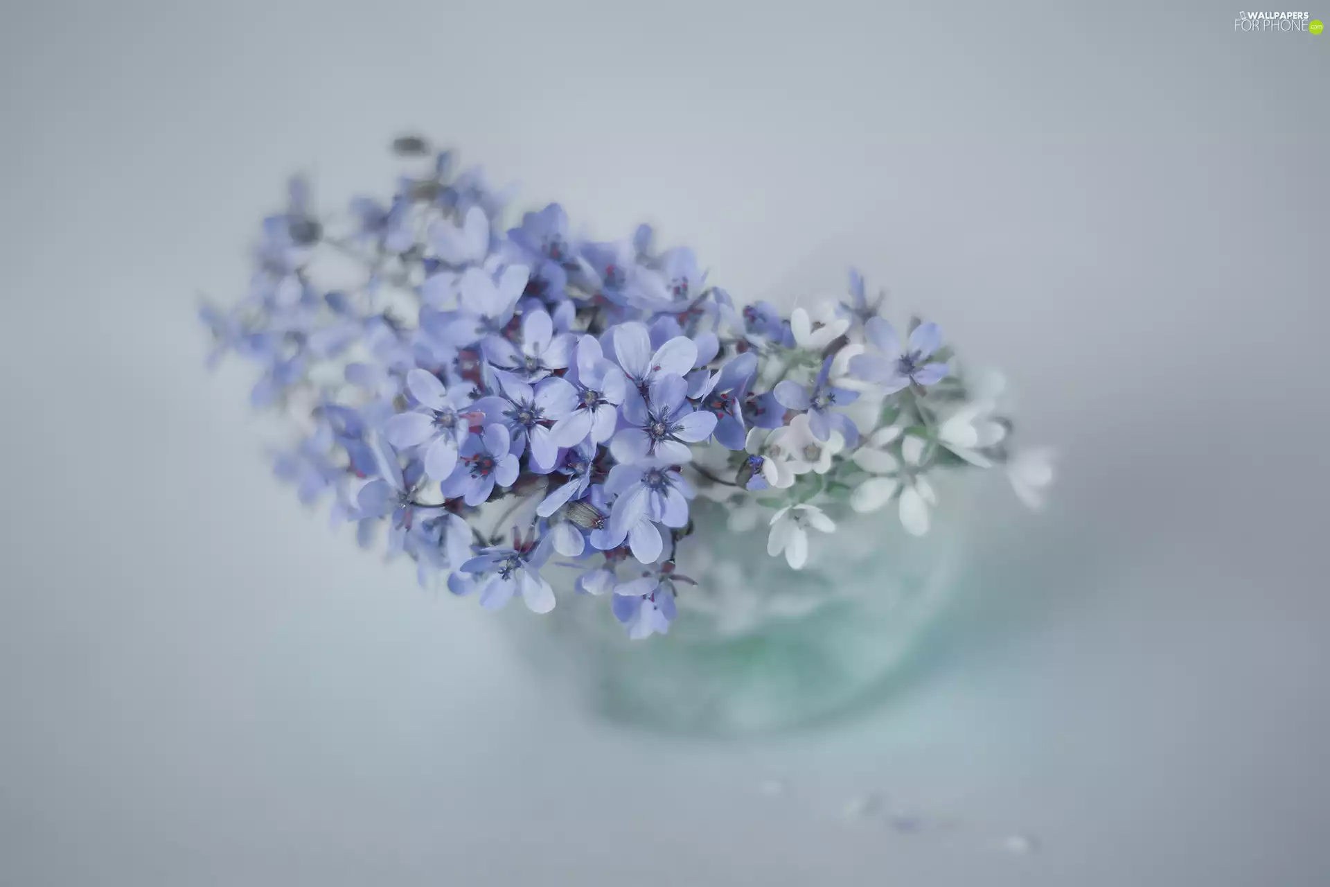 Flowers, bowl, Blue, White, Erodium cicutarium