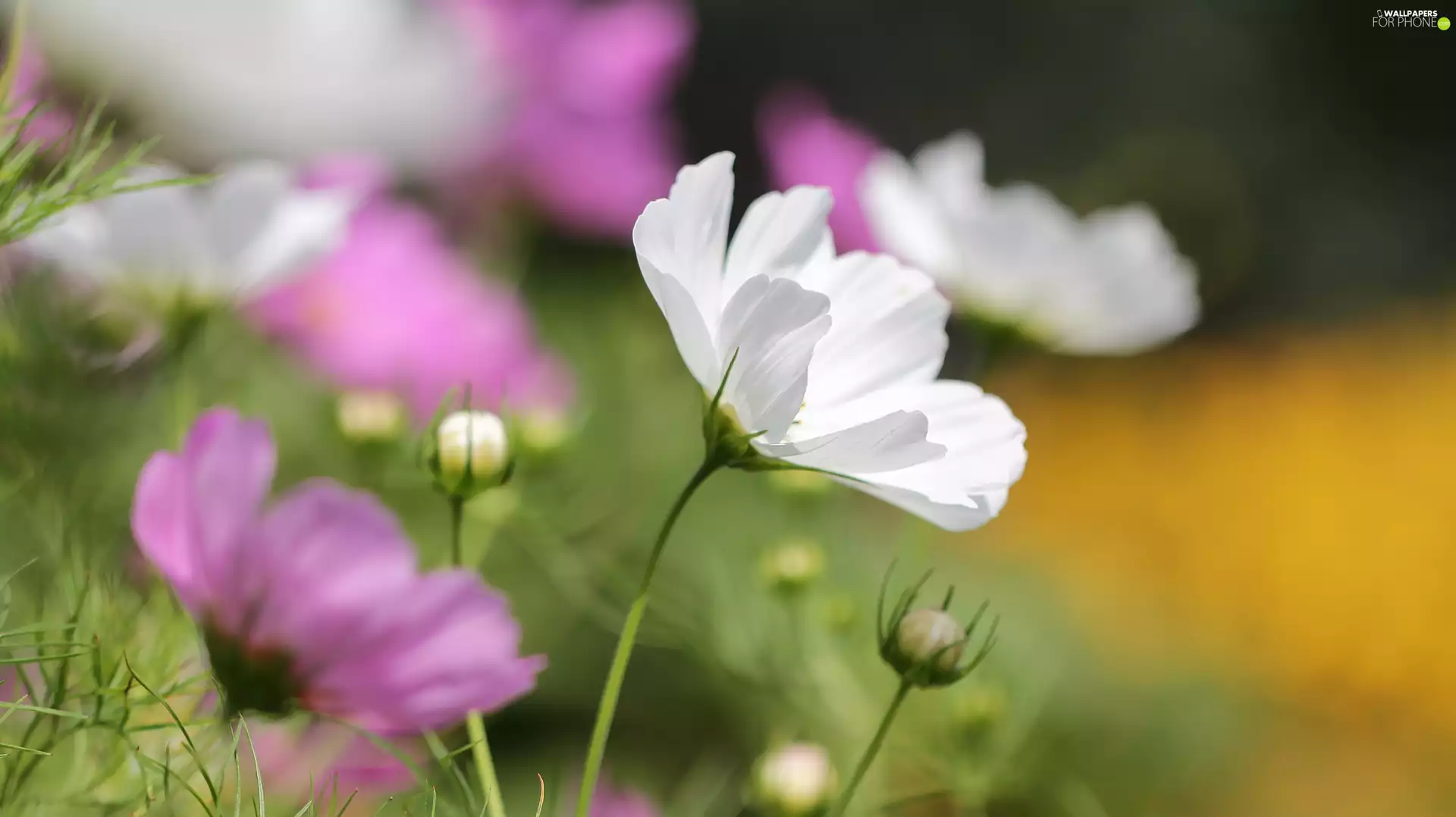 Colourfull Flowers, Cosmos, White