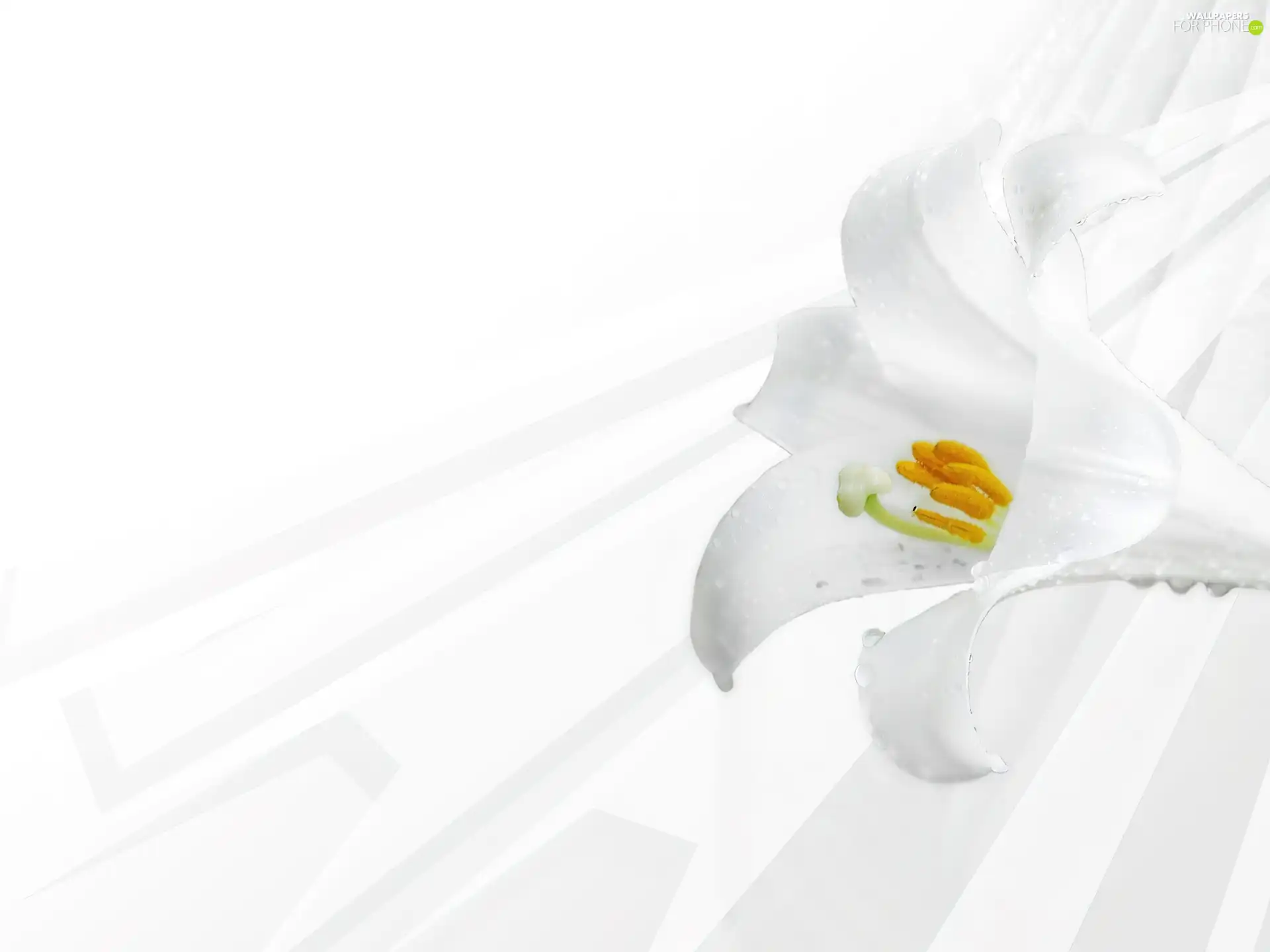 Lily, Colourfull Flowers, White