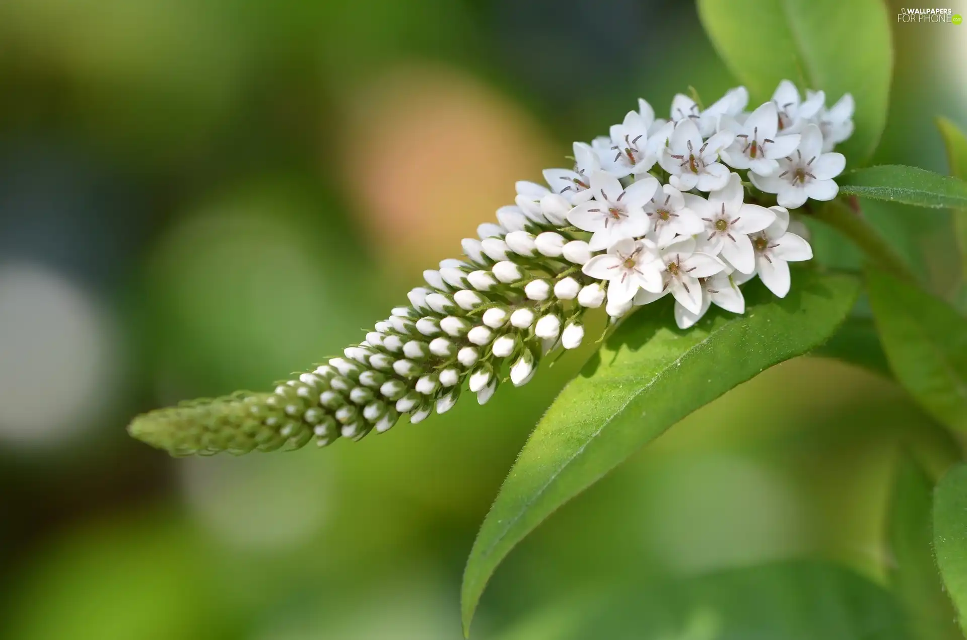 Colourfull Flowers, White