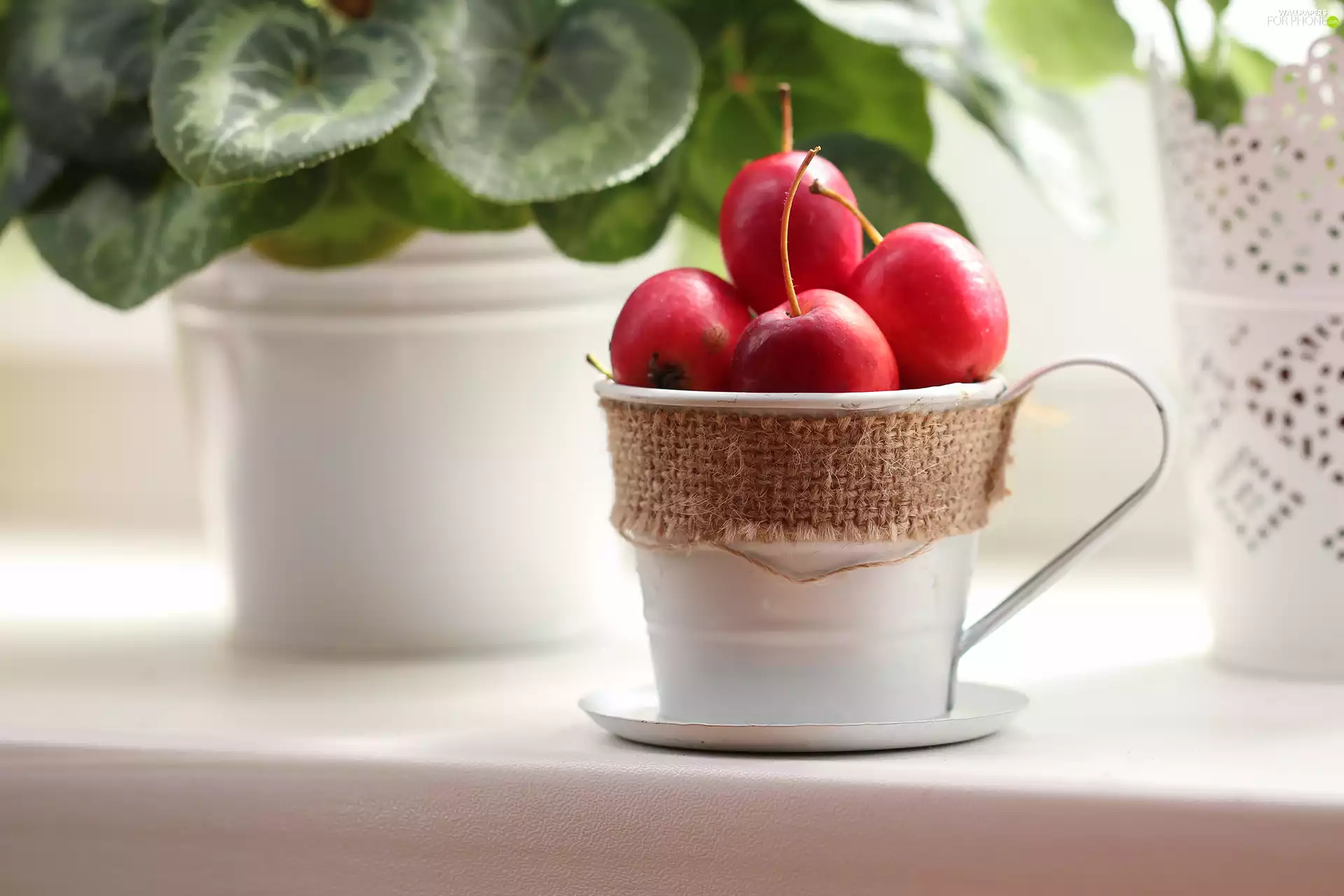 Red, White, cup, Paradise Apples