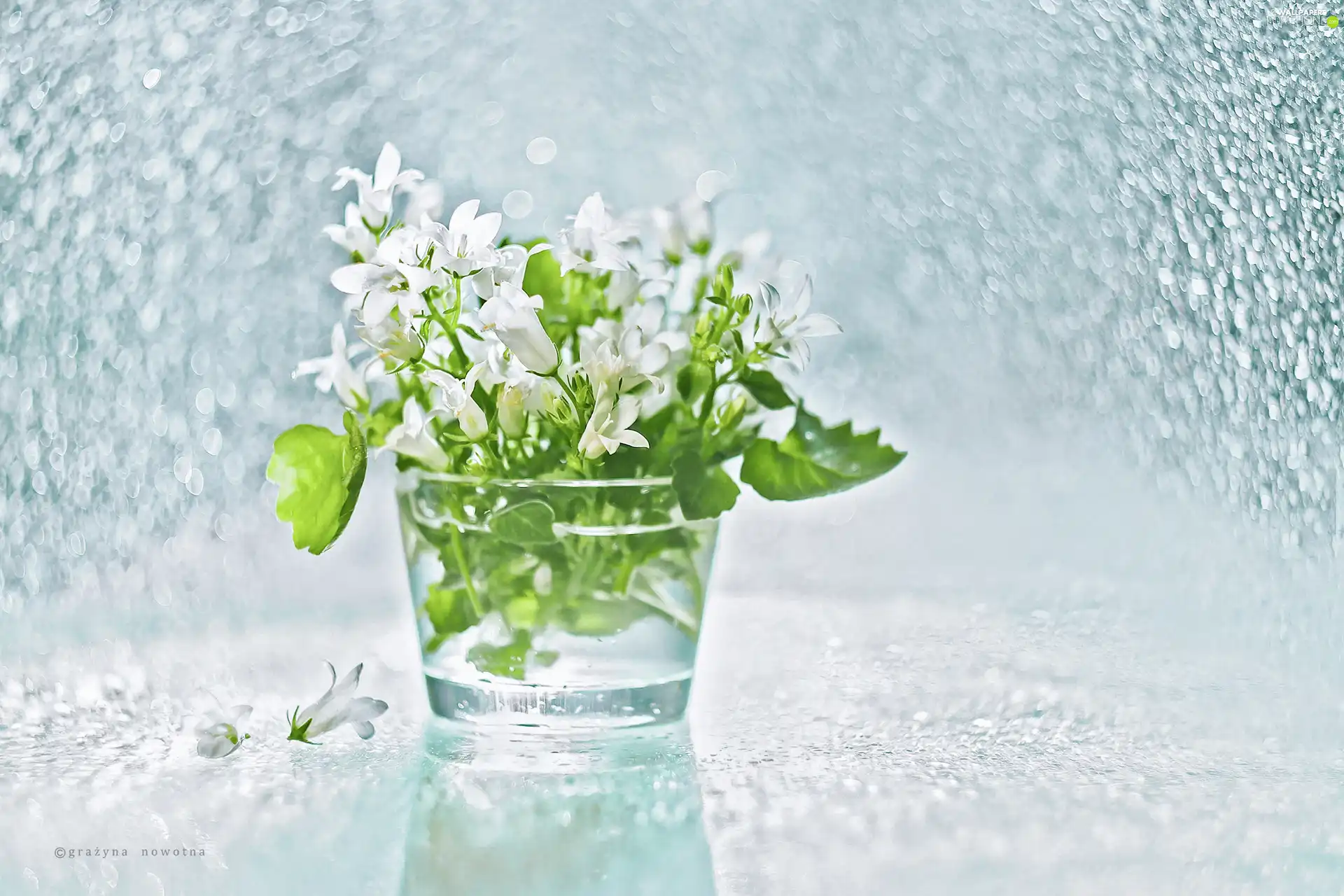 decoration, Campanula Portenschlagiana, White, Campanula