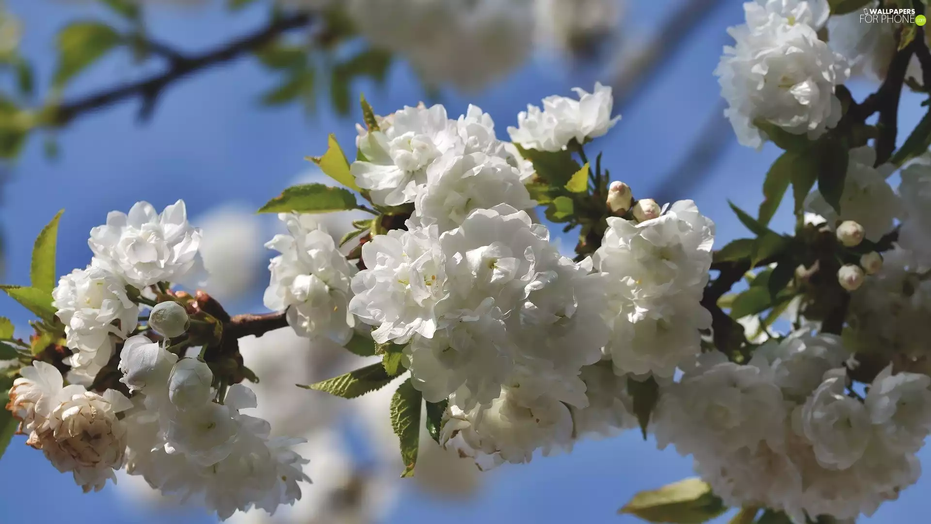 twig, Fruit Tree, White, Flowers, flourishing
