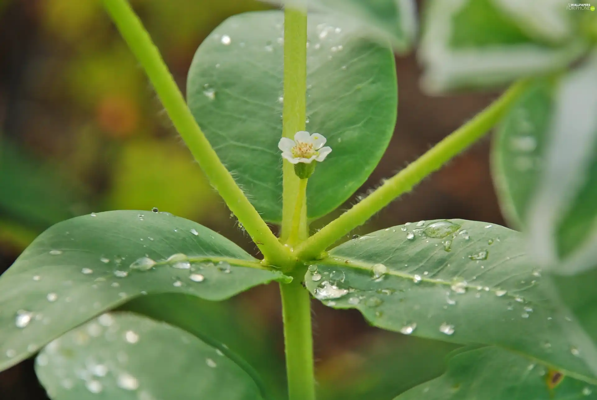 drops, Leaf, White, Flower, rain, stalk