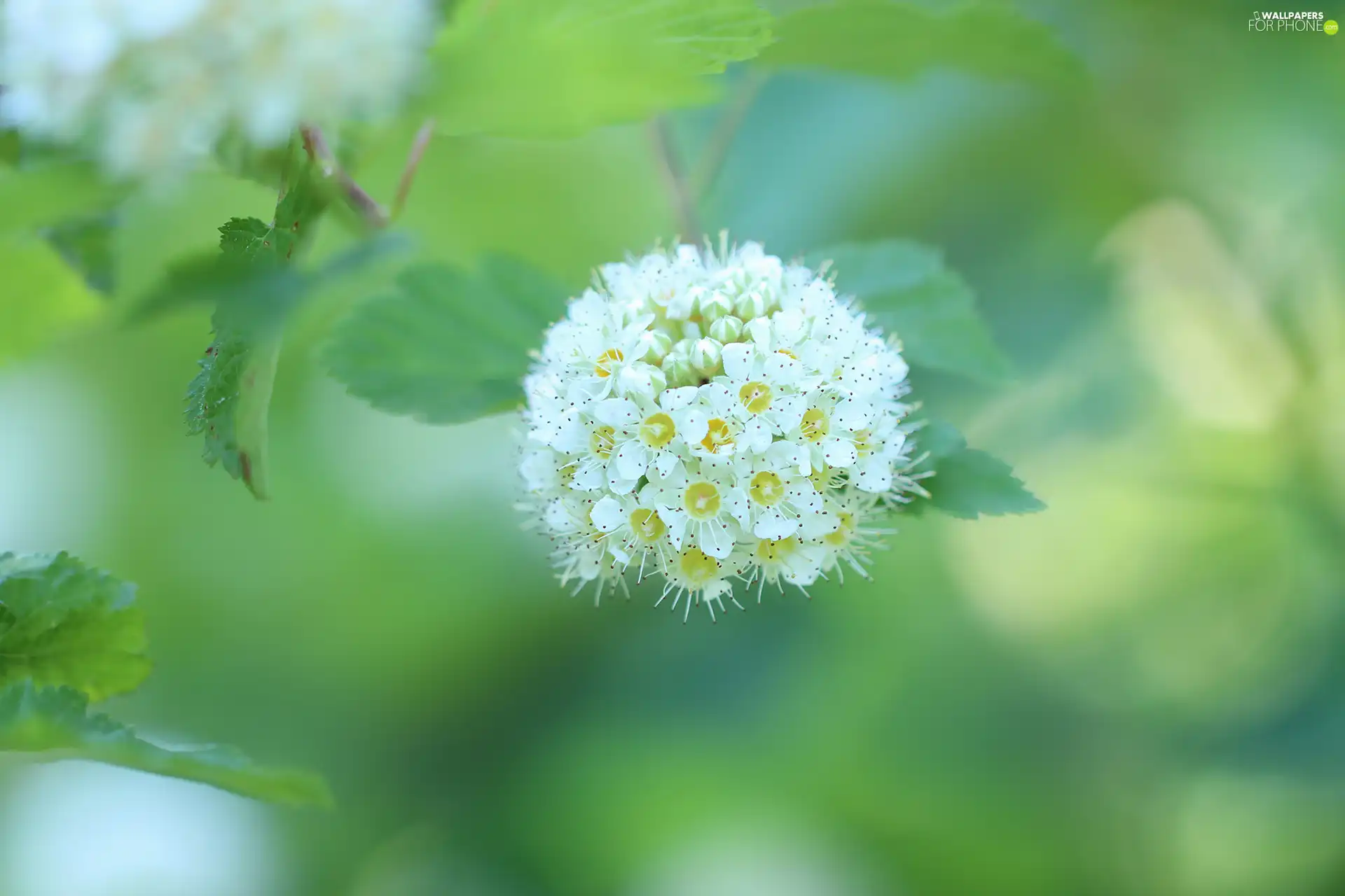 Flowers, White, Bush, Spiraea Van Houtte