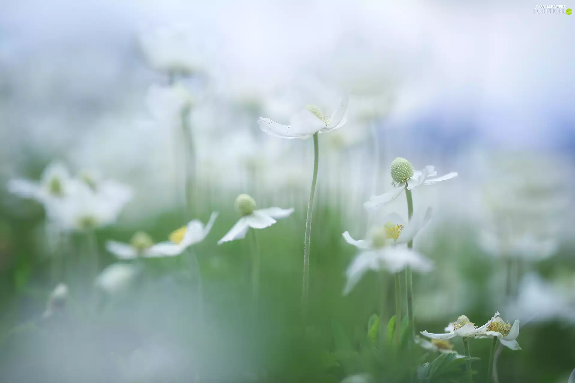 Flowers, Poppy Anemone, White