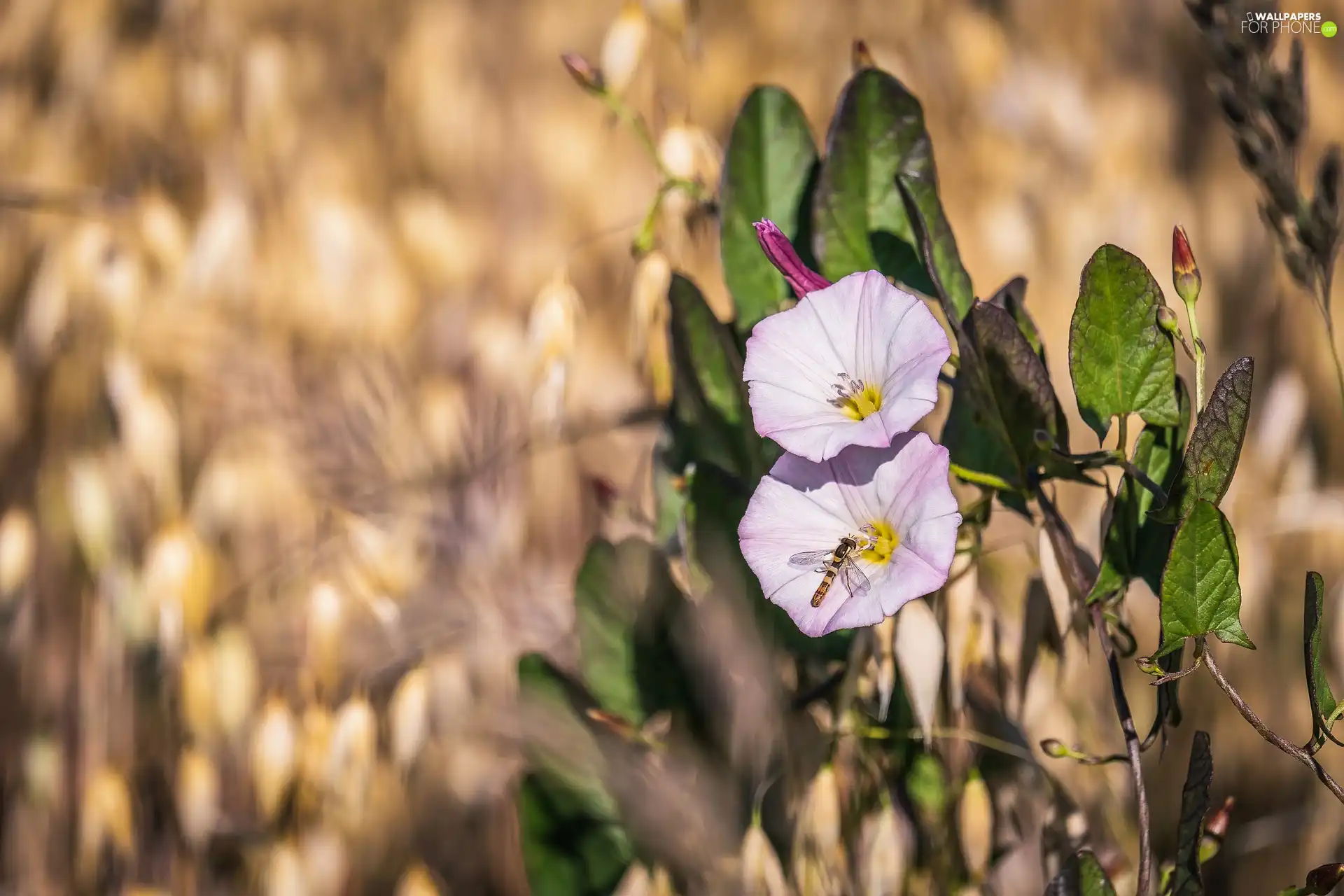 Flowers, Field Bindweed, White