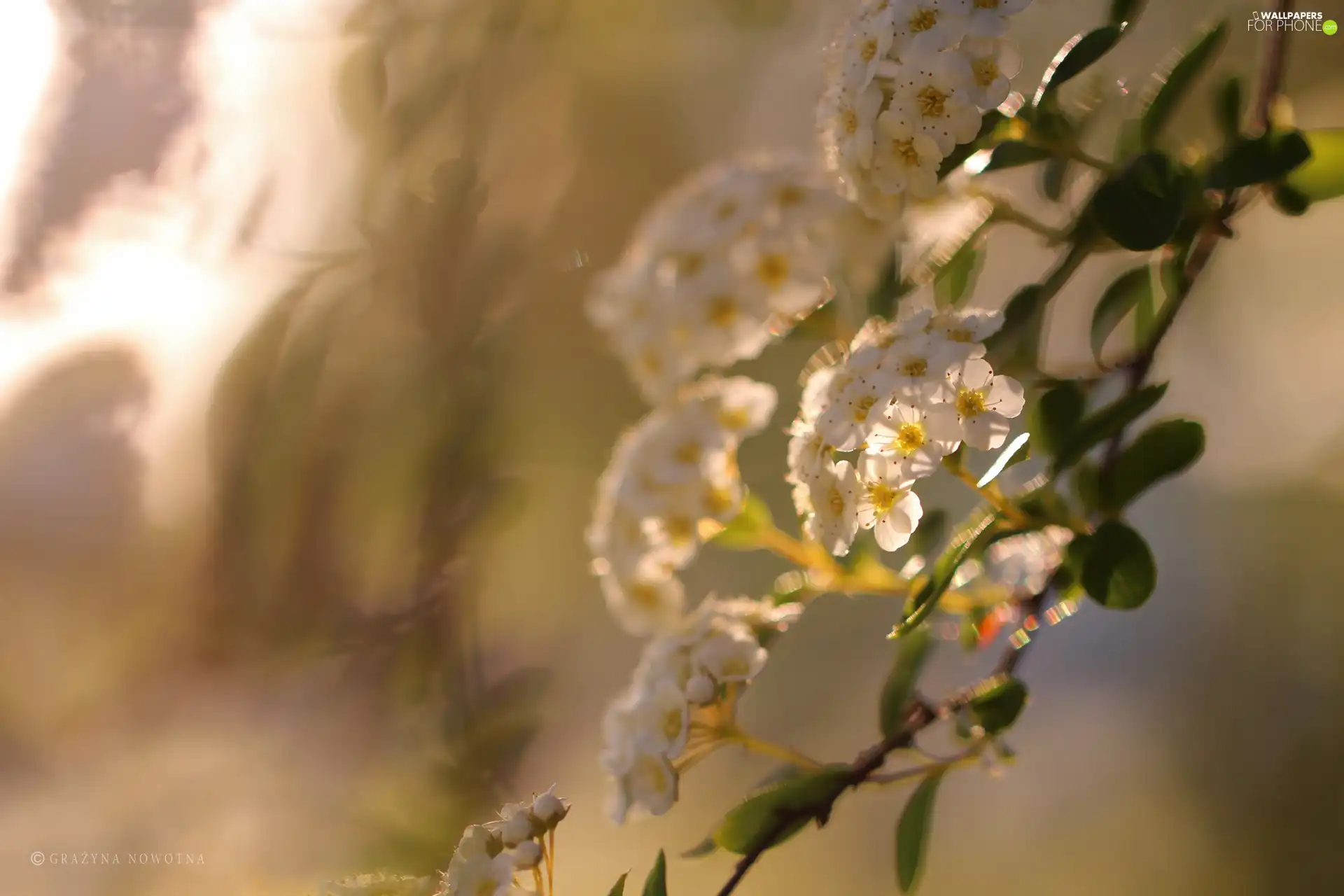 Flowers, White, Spiraea Van Houtte