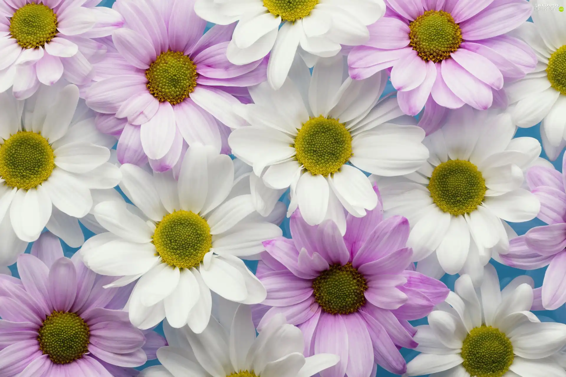 Flowers, lilac, Chrysanthemums, White