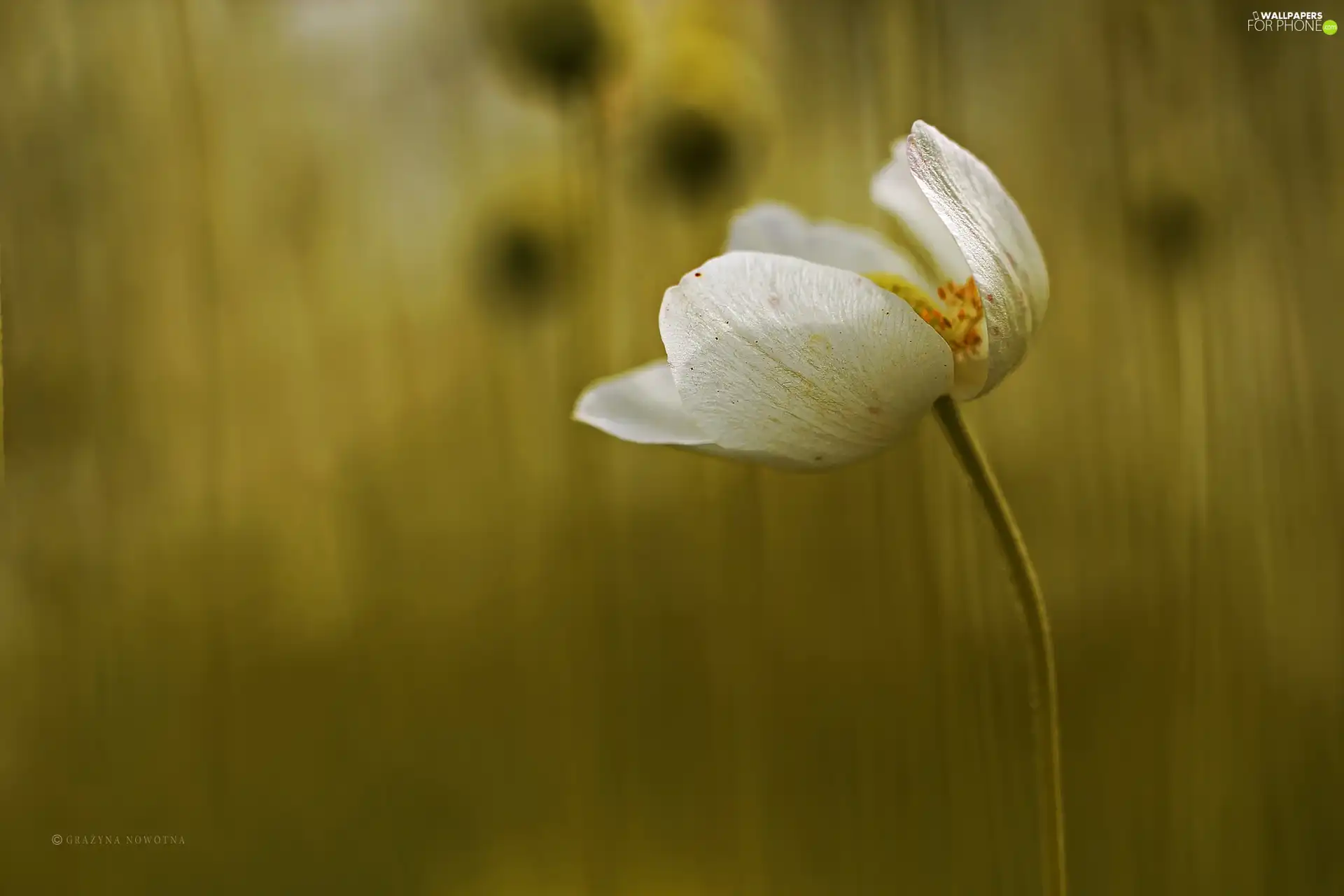 Colourfull Flowers, anemone, White