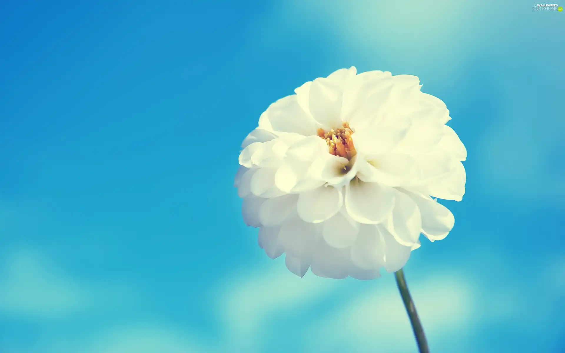 Colourfull Flowers, Sky, White