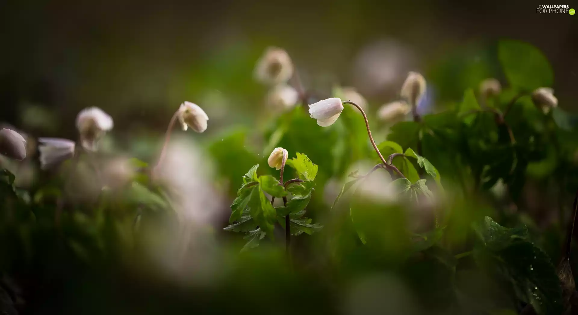 Flowers, Anemones, Leaf, White