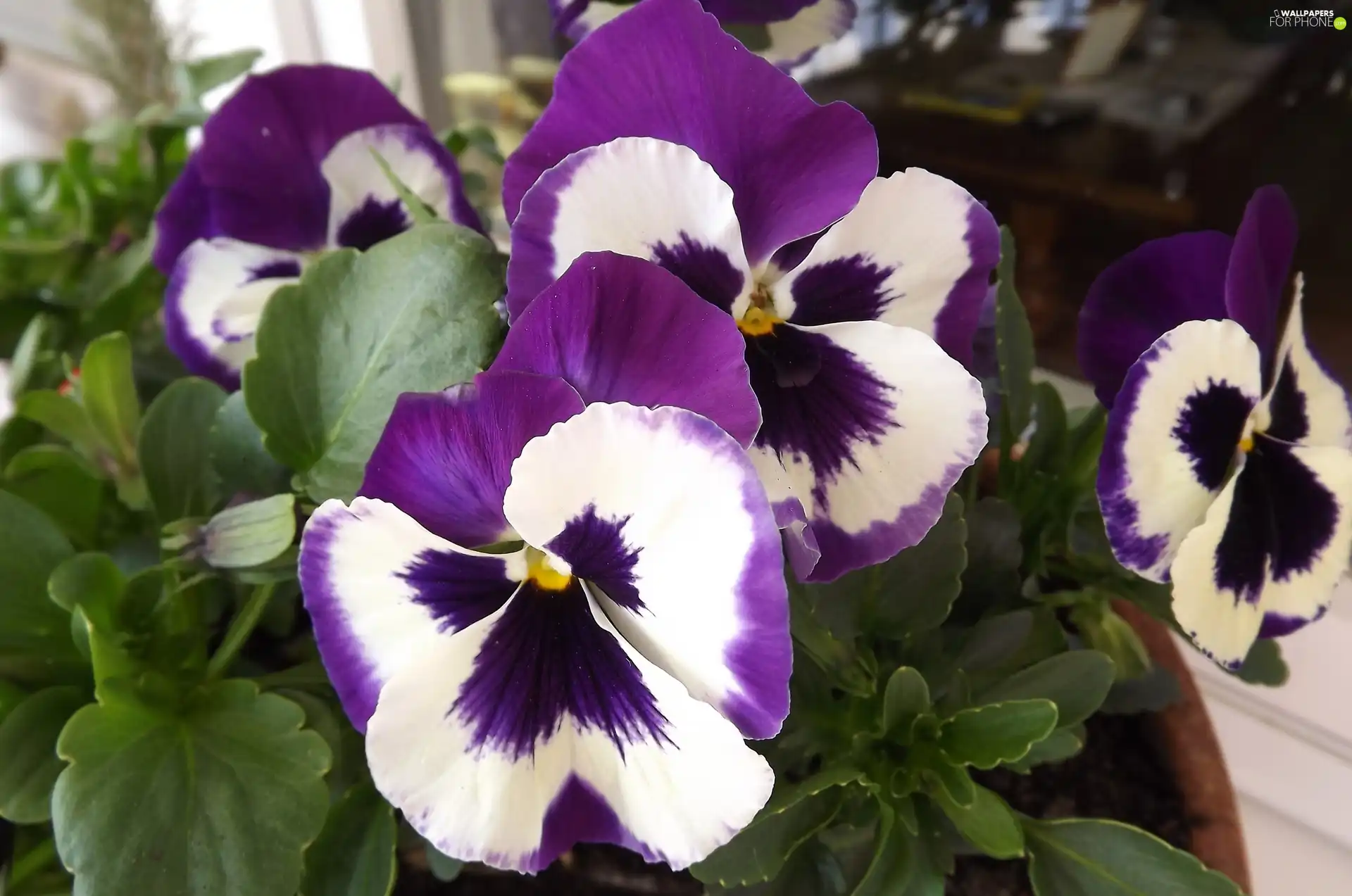 Flowers, purple, White, pansies