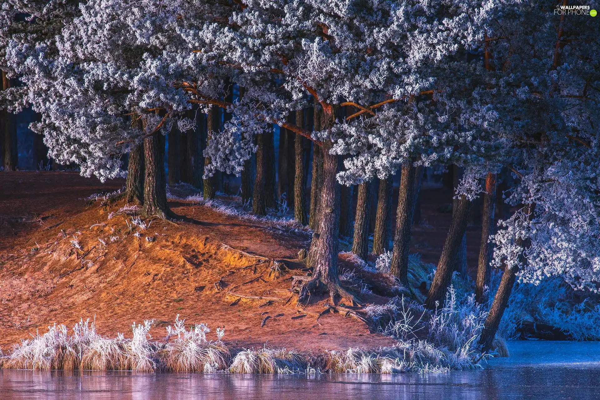 White frost, River, grass, frosty, viewes, forest, winter, trees