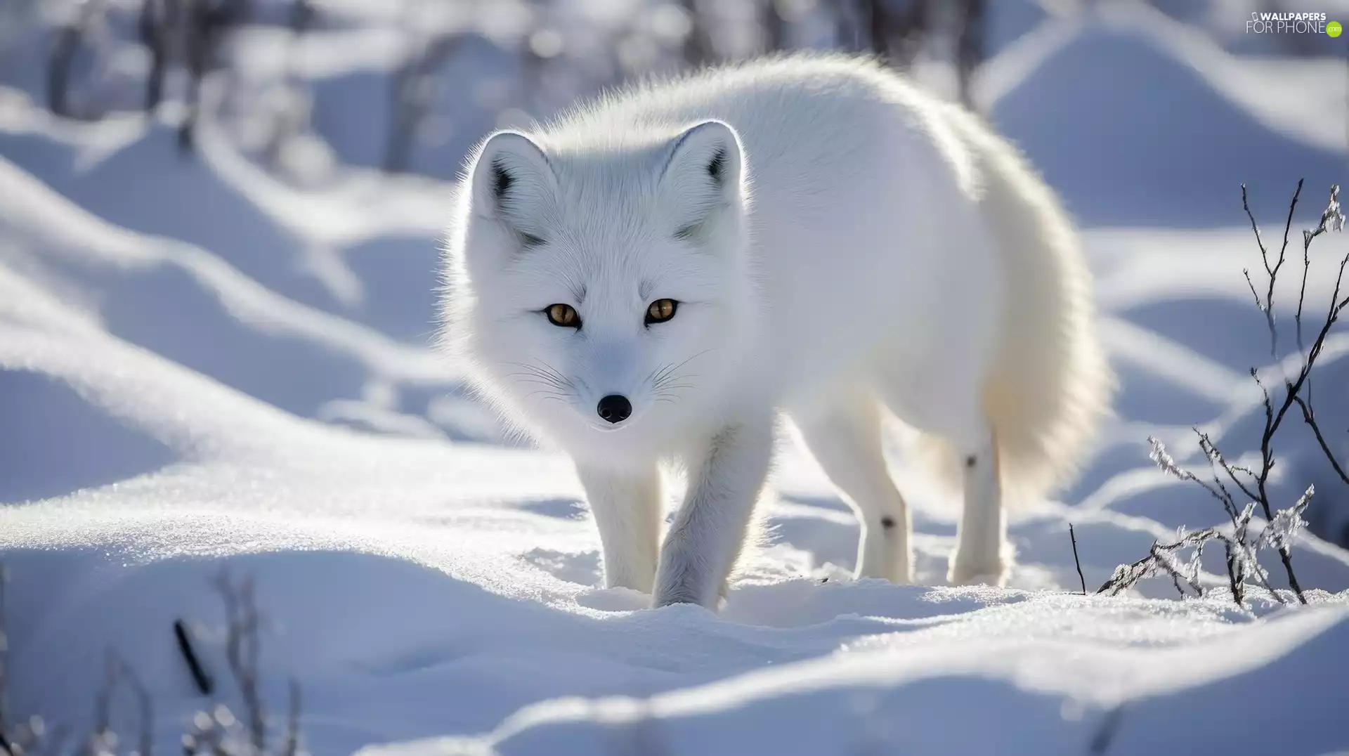 Fox, polar, snow, White