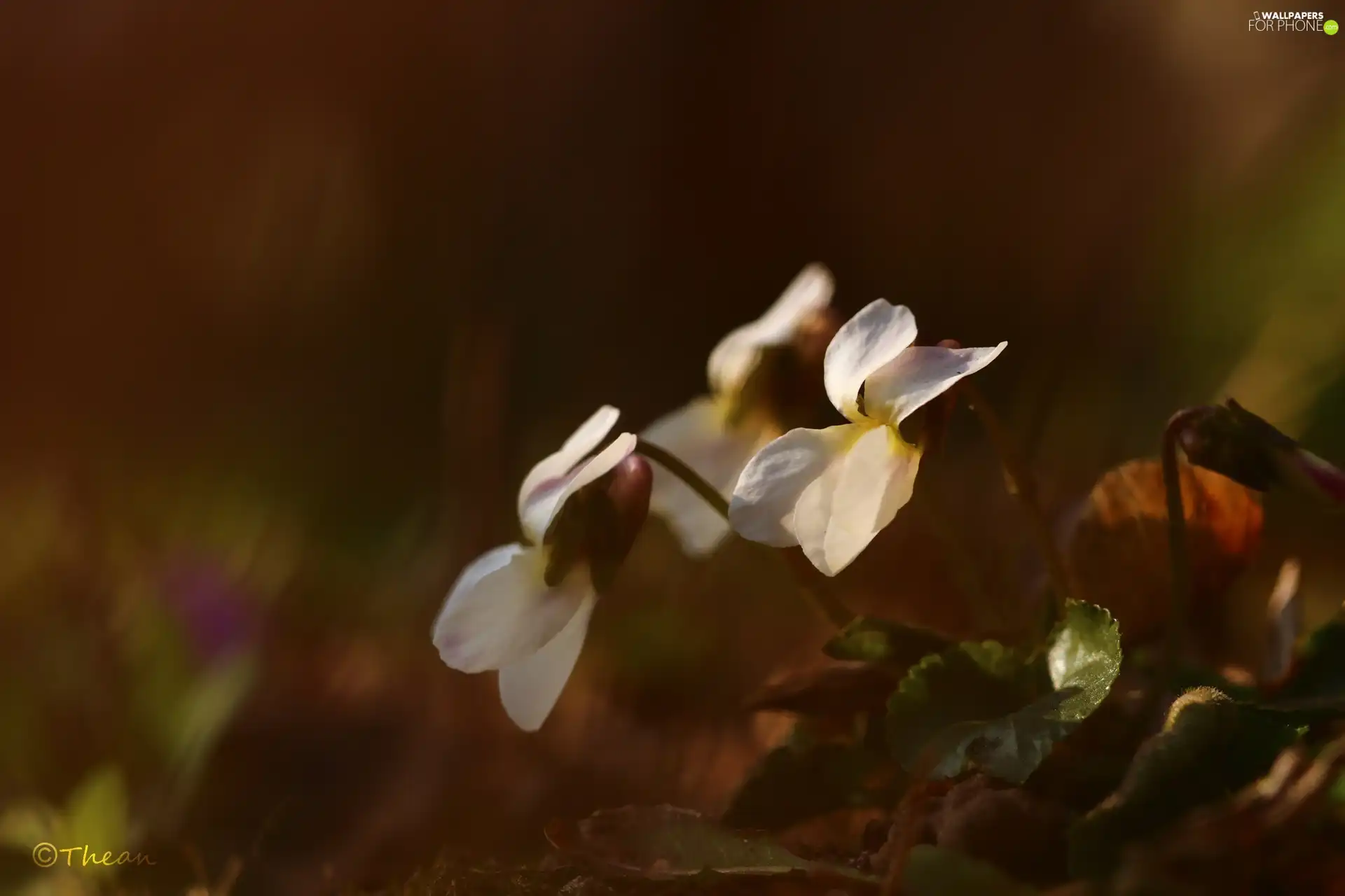 Flowers, fragrant violets, White