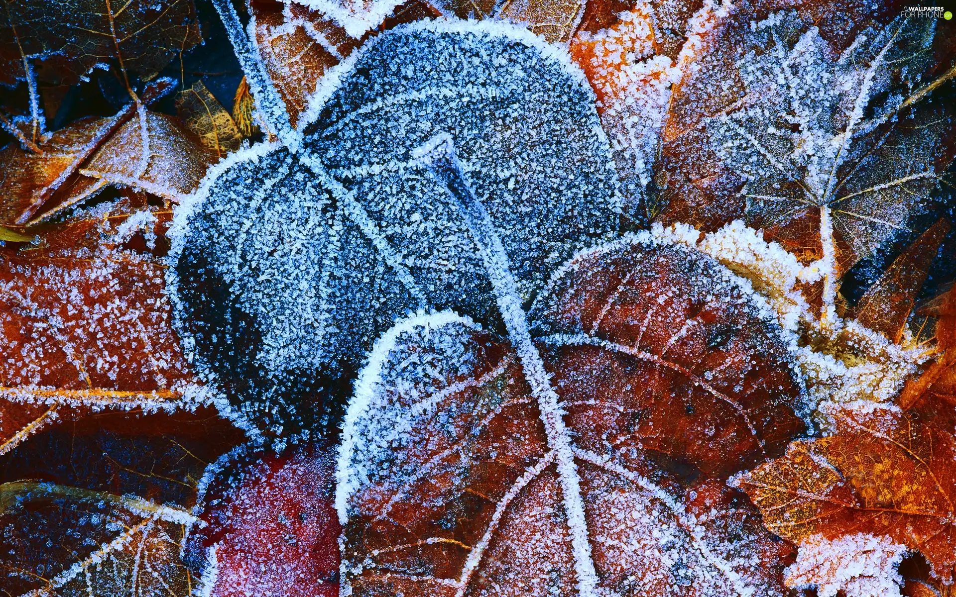Frost, Leaf, White frost