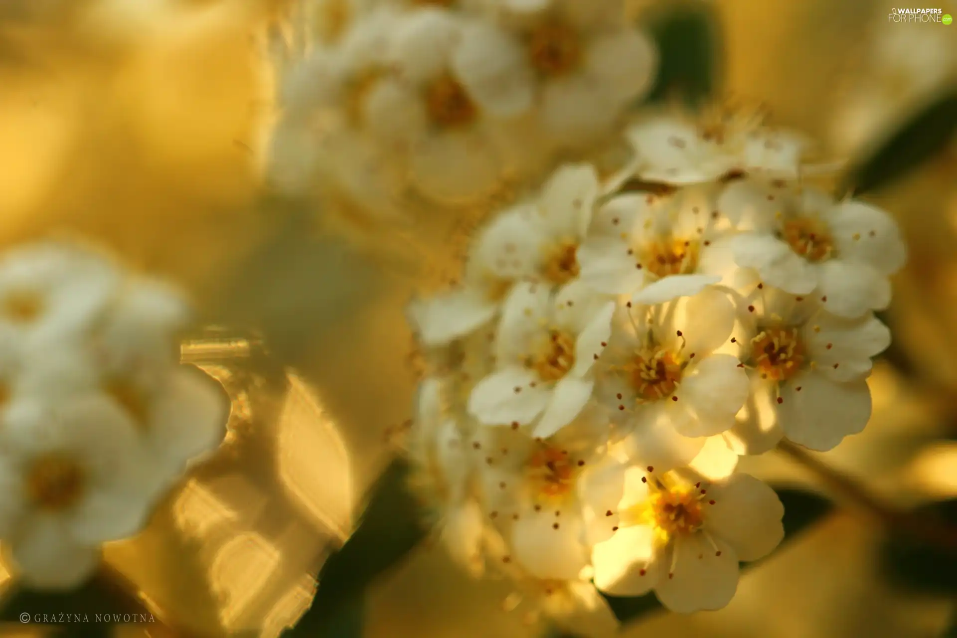 White, Flowers, Spiraea Van Houtte