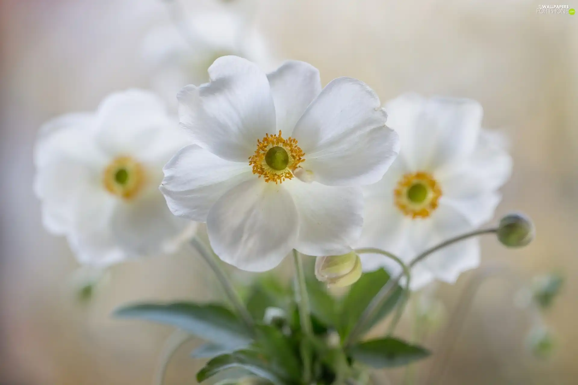 White, Anemone Hupehensis