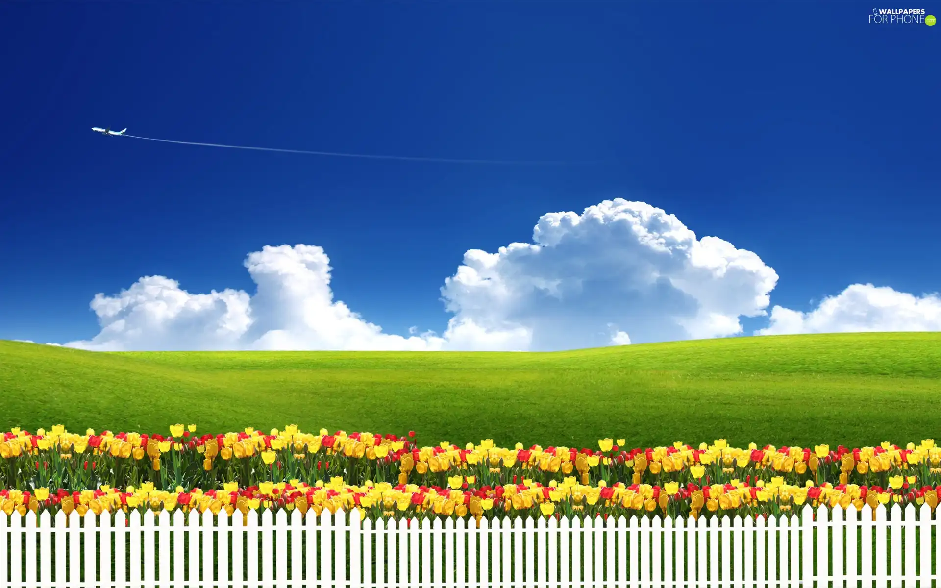 White, Hurdle, Tulips, Meadow, color