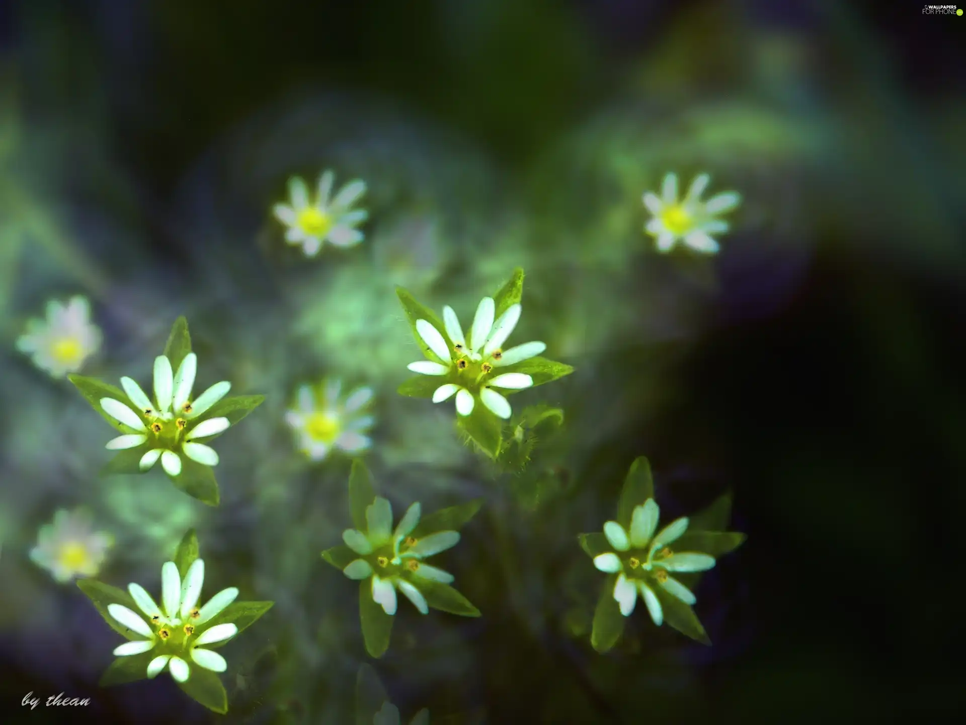 Flowers, little doggies, White