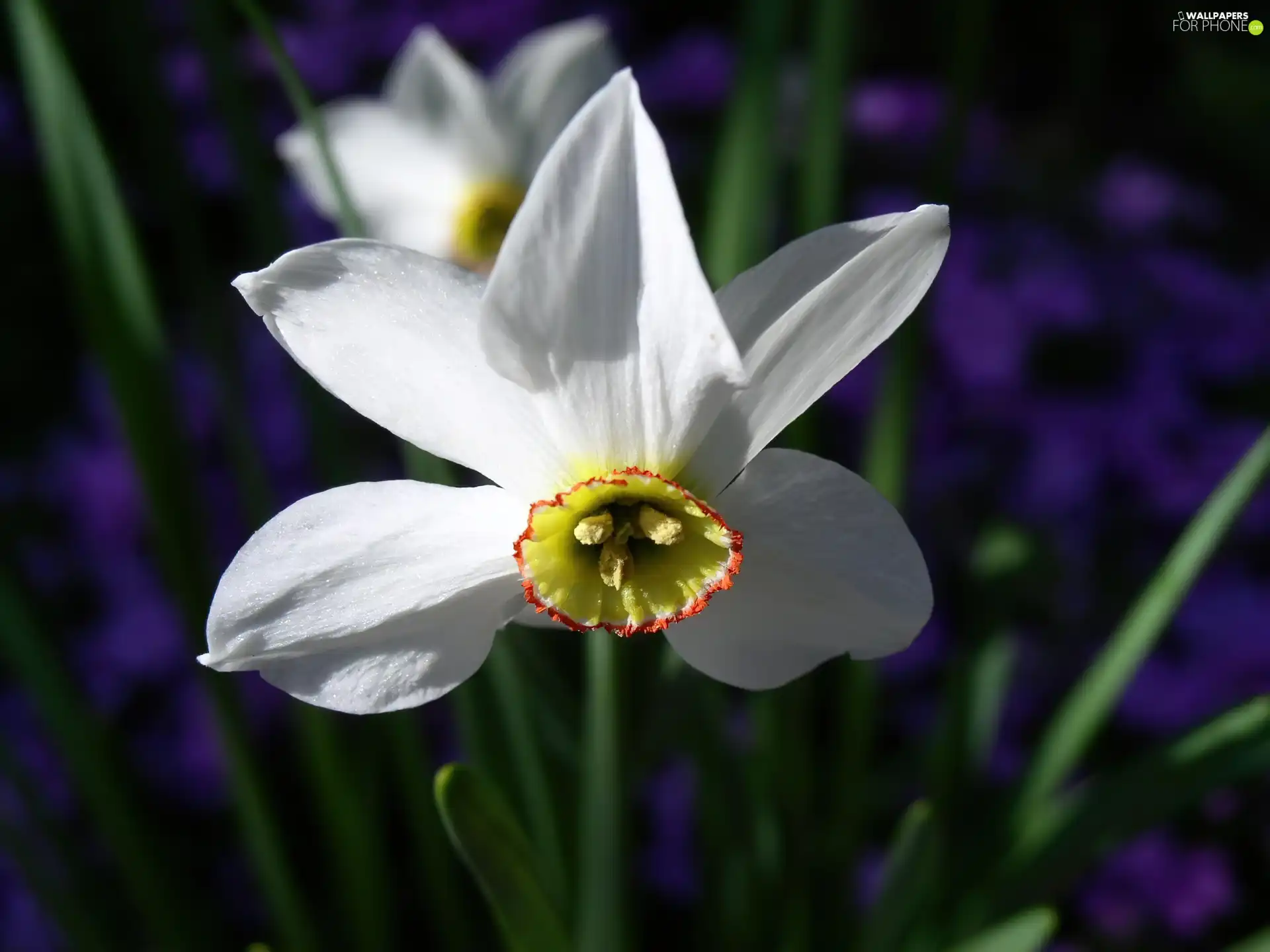 white narcissus