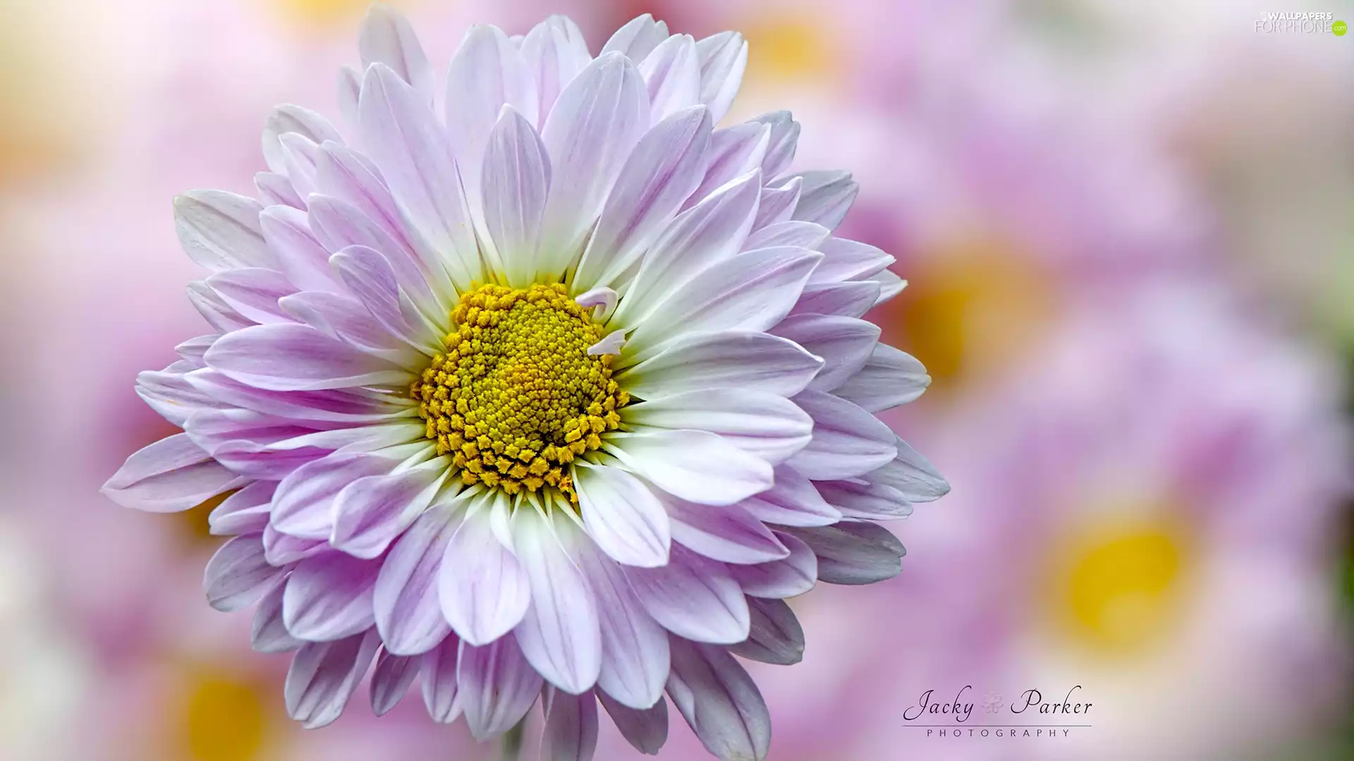 rods, White-Pink, Colourfull Flowers