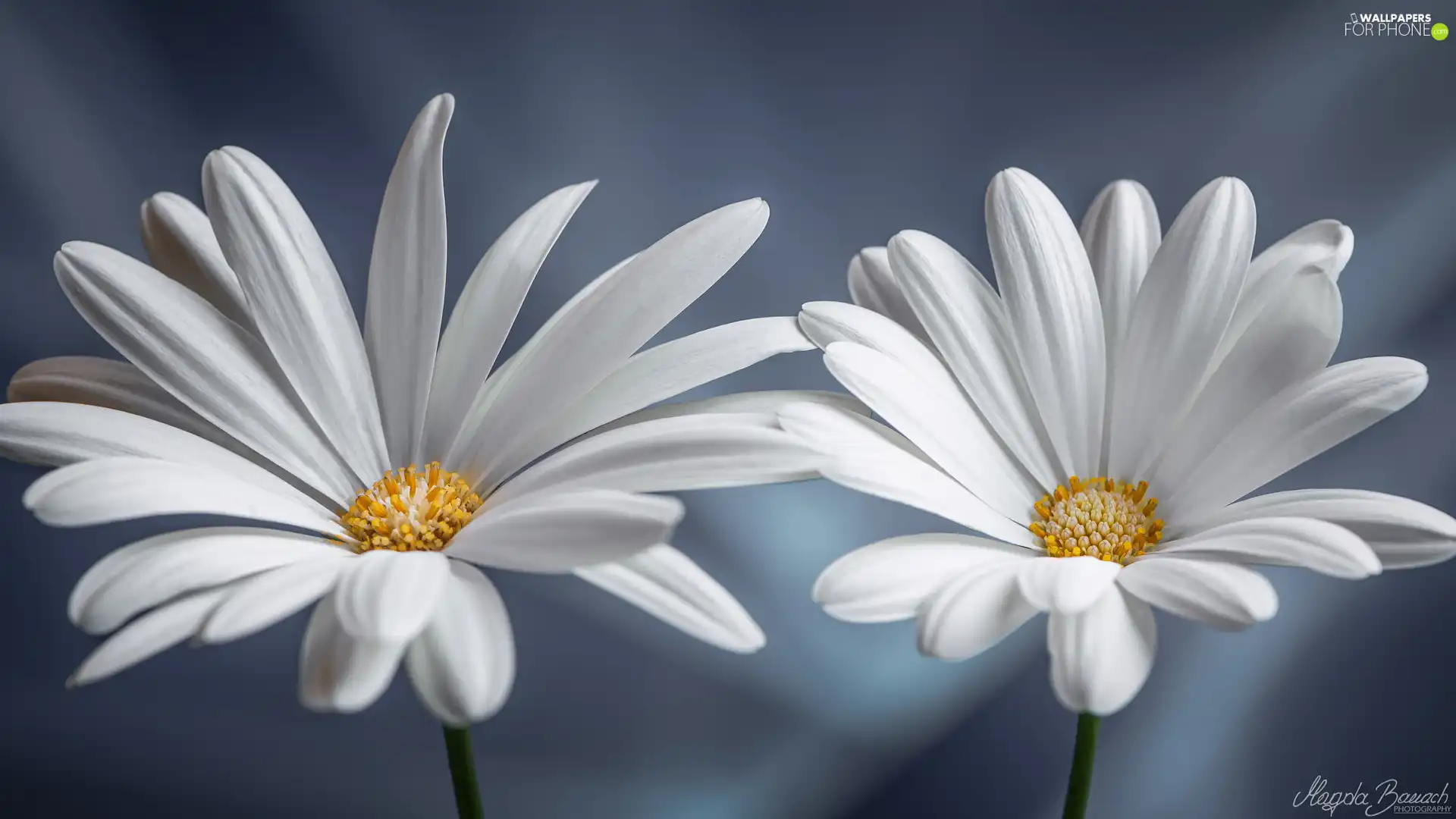 African Daisies, rapprochement, White, Flowers, Two cars