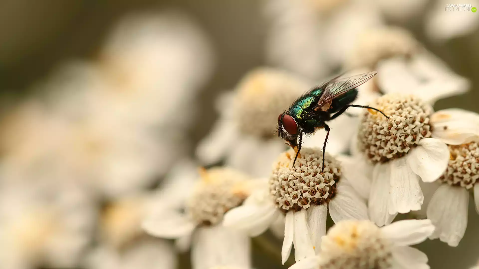 Scheele, Flowers, fly, White