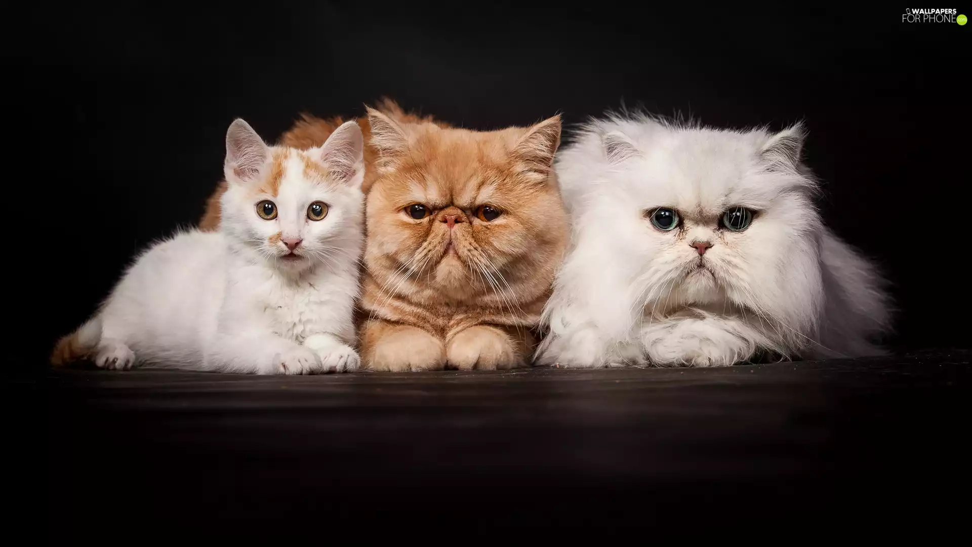 Three, Exotic Shorthair, White Persian Cat, cats