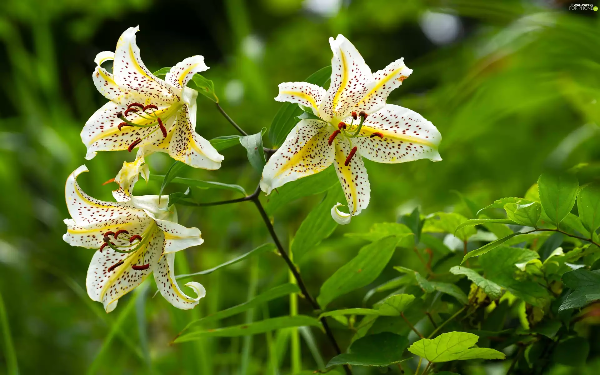Tiger lily, Flowers, White